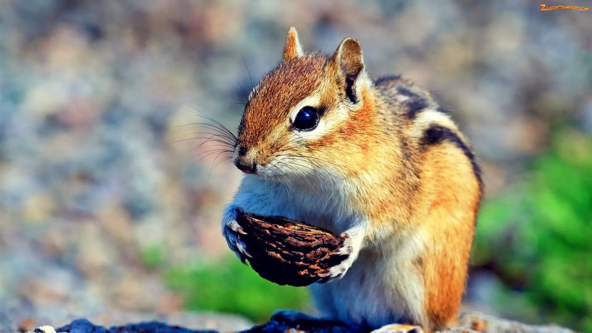 Orzeszek, Wiewiórka, Chipmunk