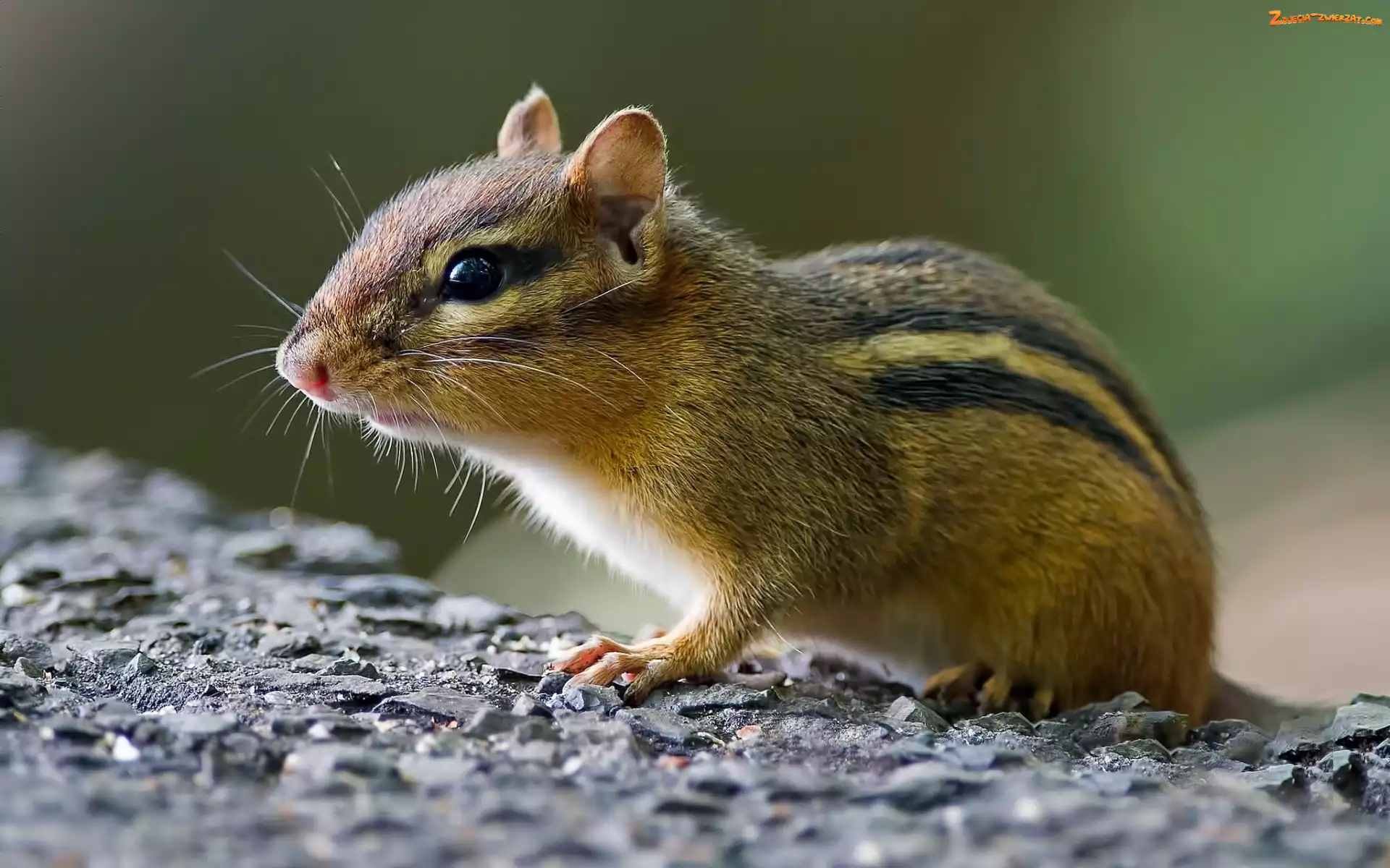 Wiewiórka, Skała, Chipmunk, Ziemna