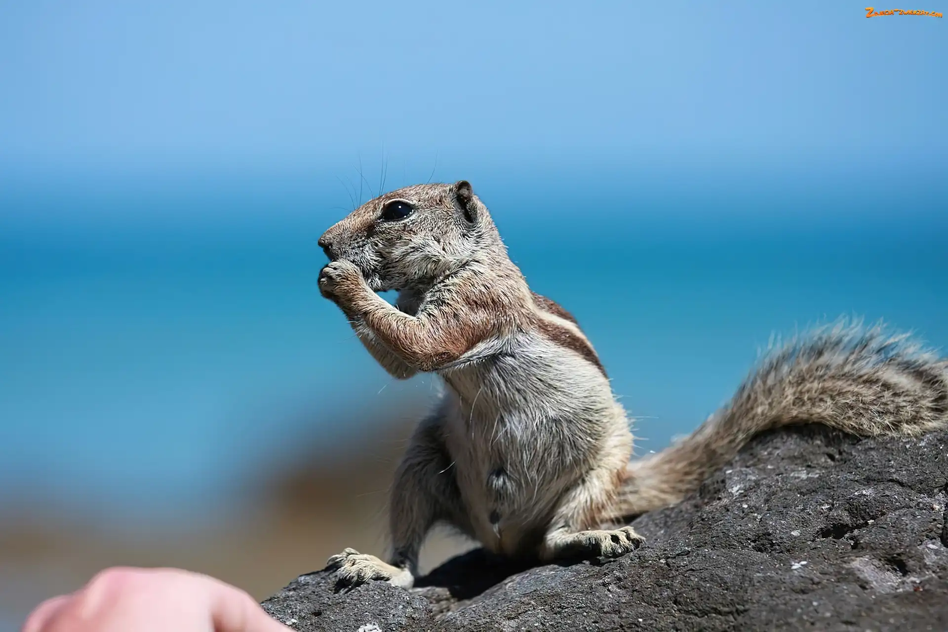 Skała, Wiewiórka, Chipmunk