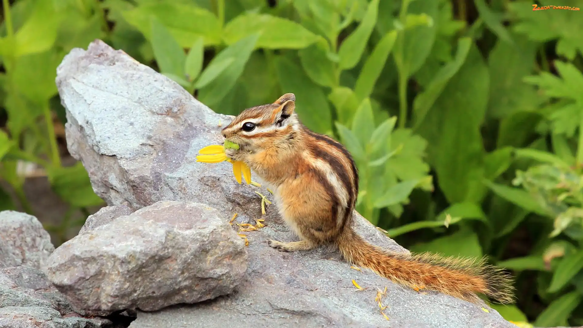 Wiewiórka, Skała, Chipmunk, Ziemna