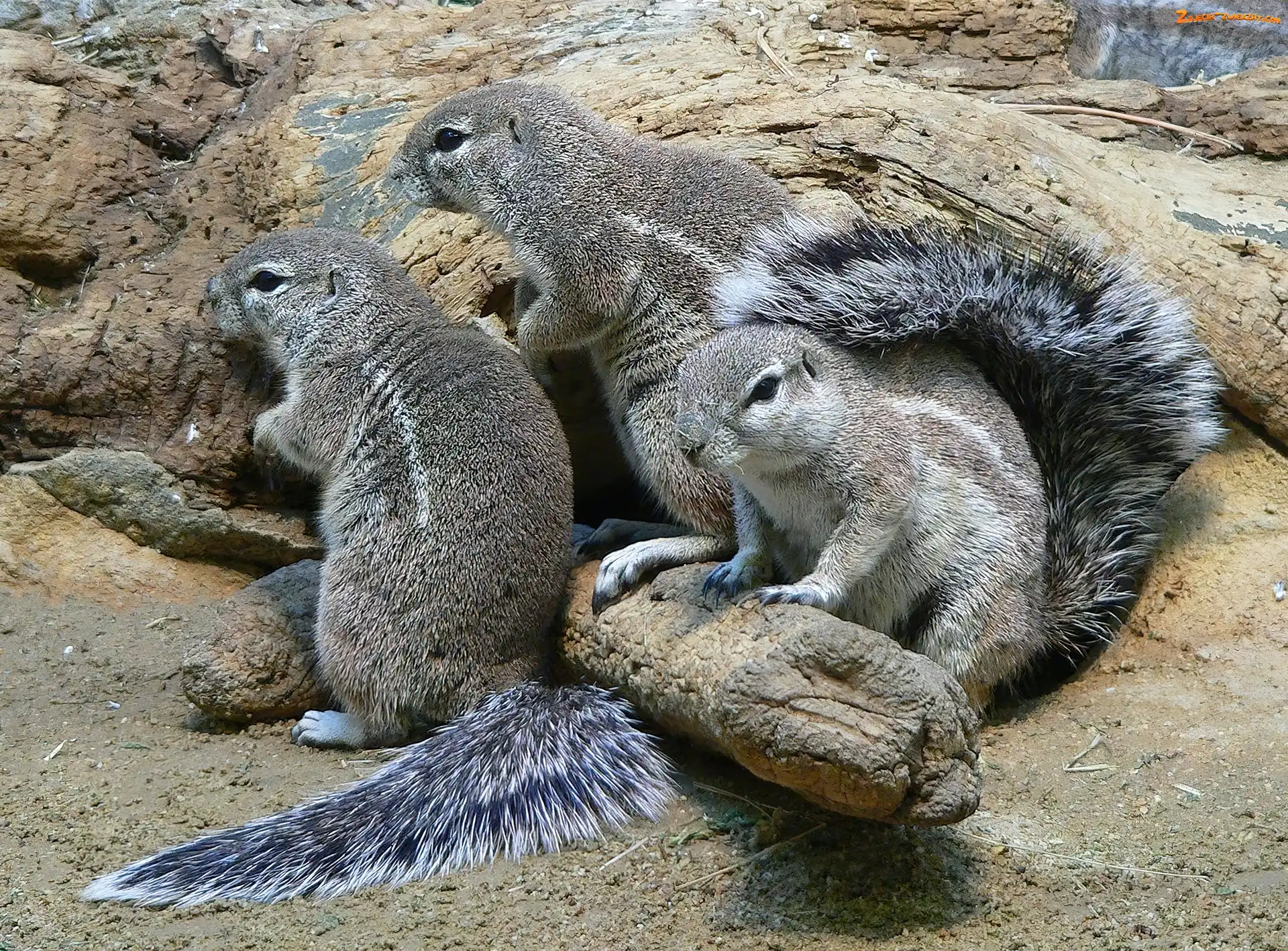 Skała, Wiewiórki, Afrykańskie