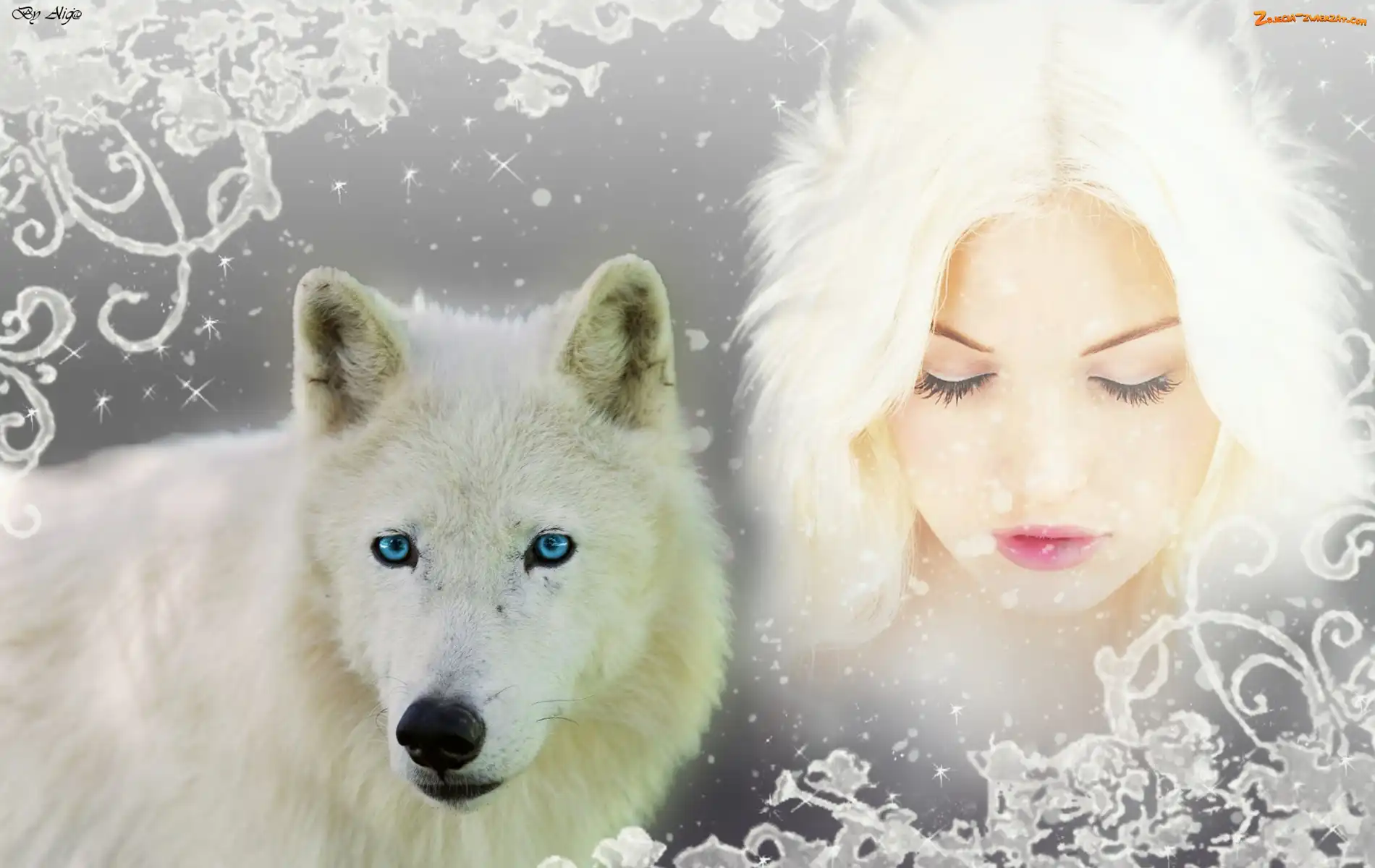 Kobieta, Biały, Siberian Husky