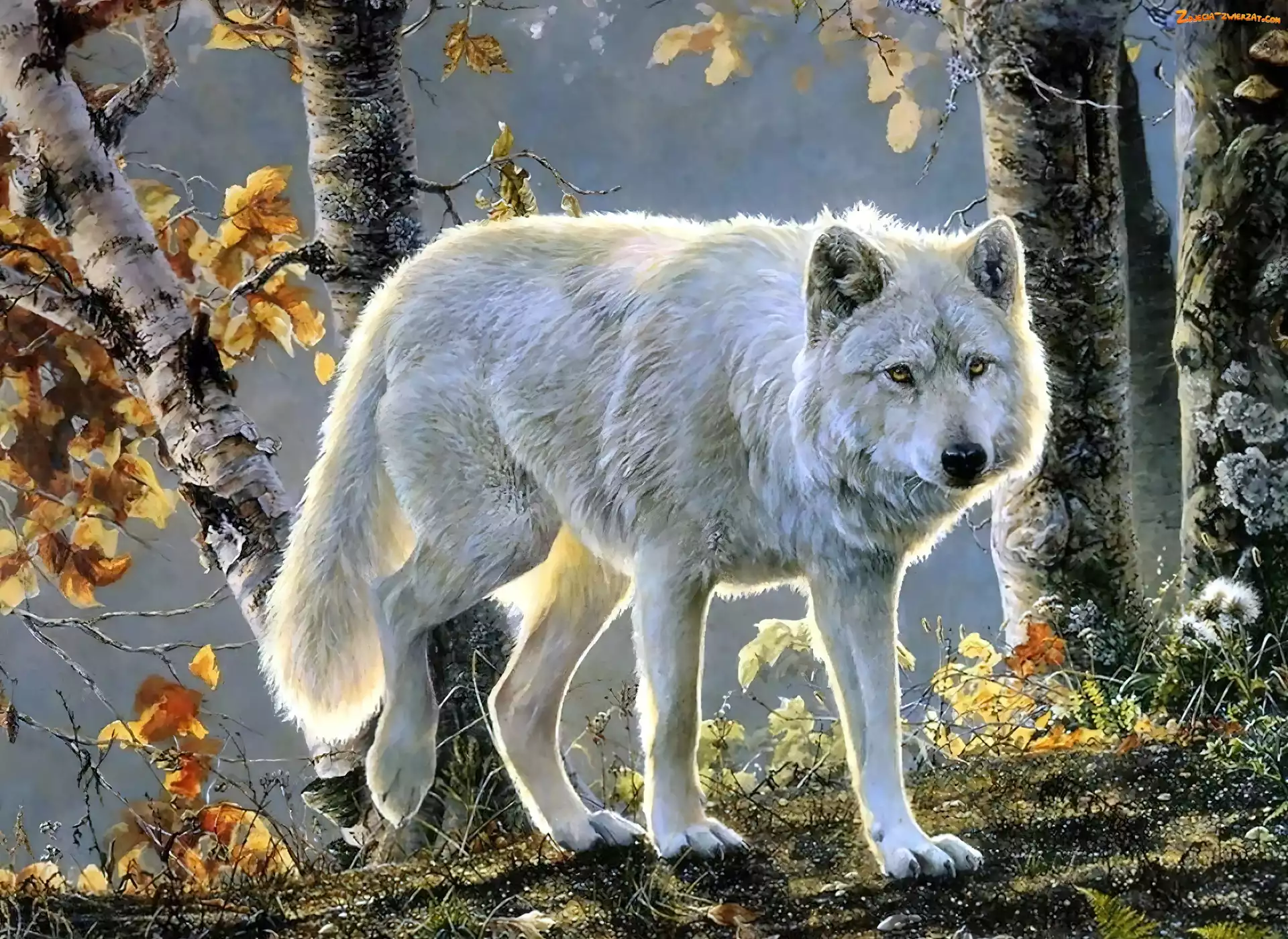 Las, Wilk