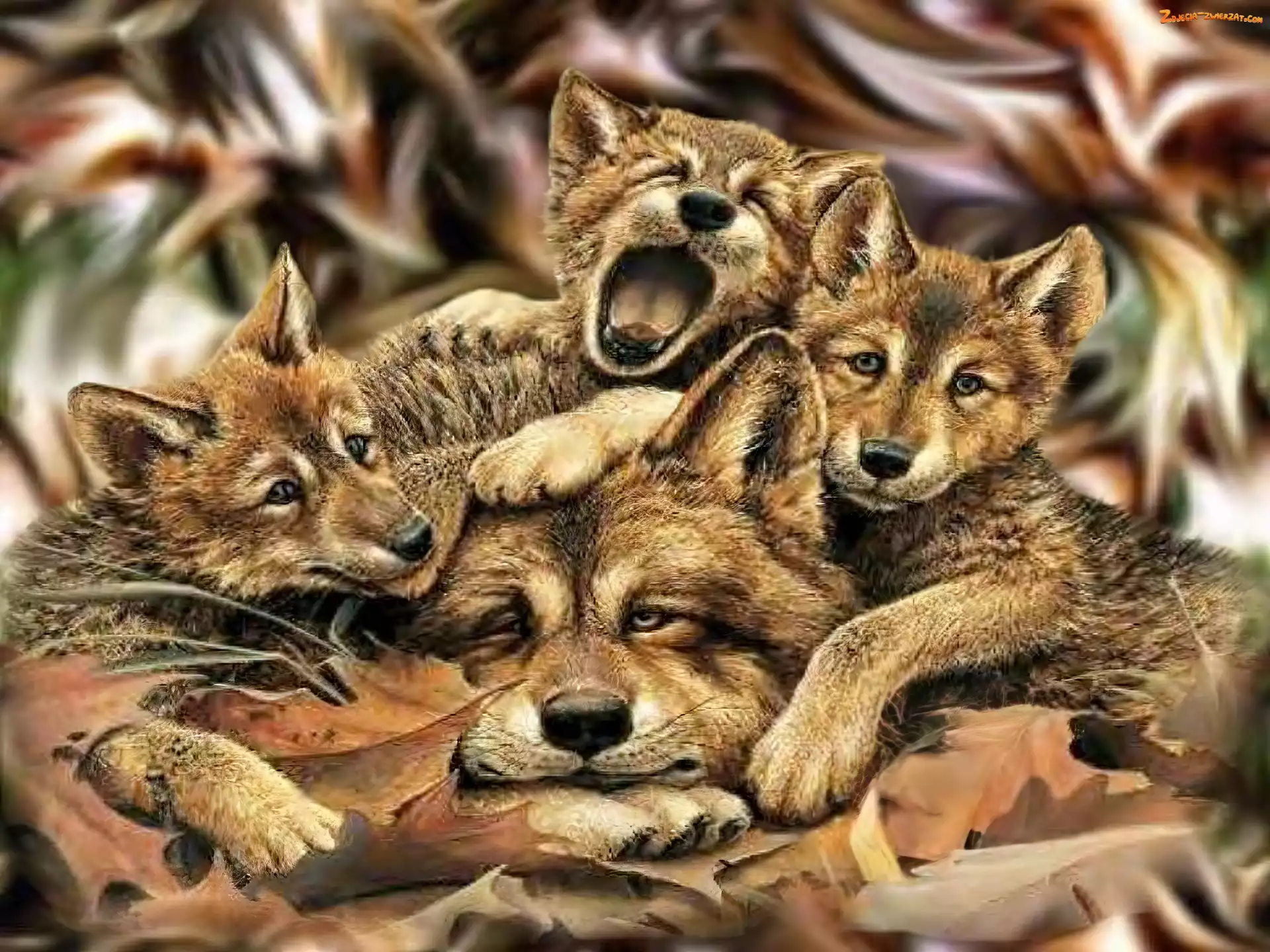 Wilk, Młode, Mama, Trzy