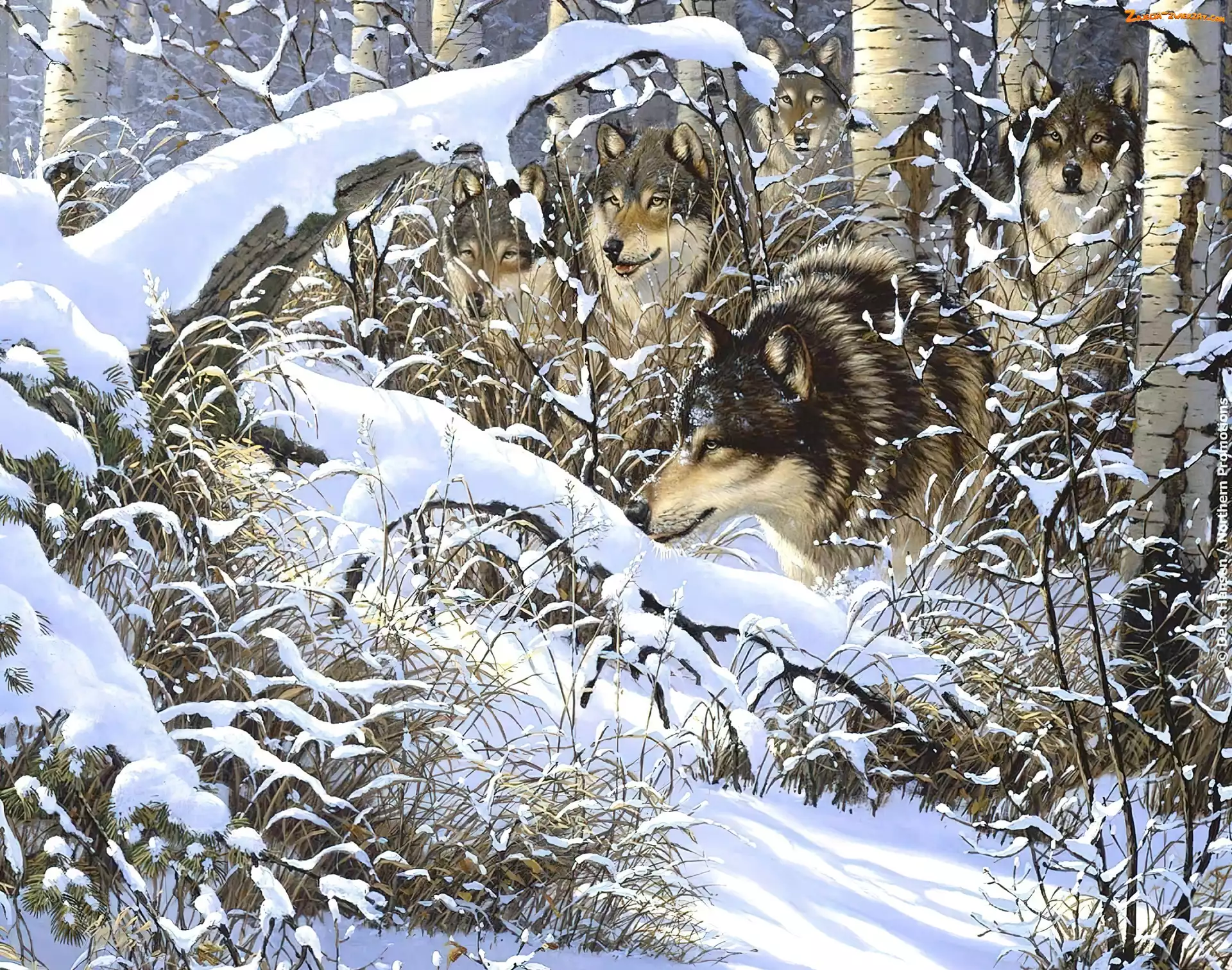 Zima, Wilki