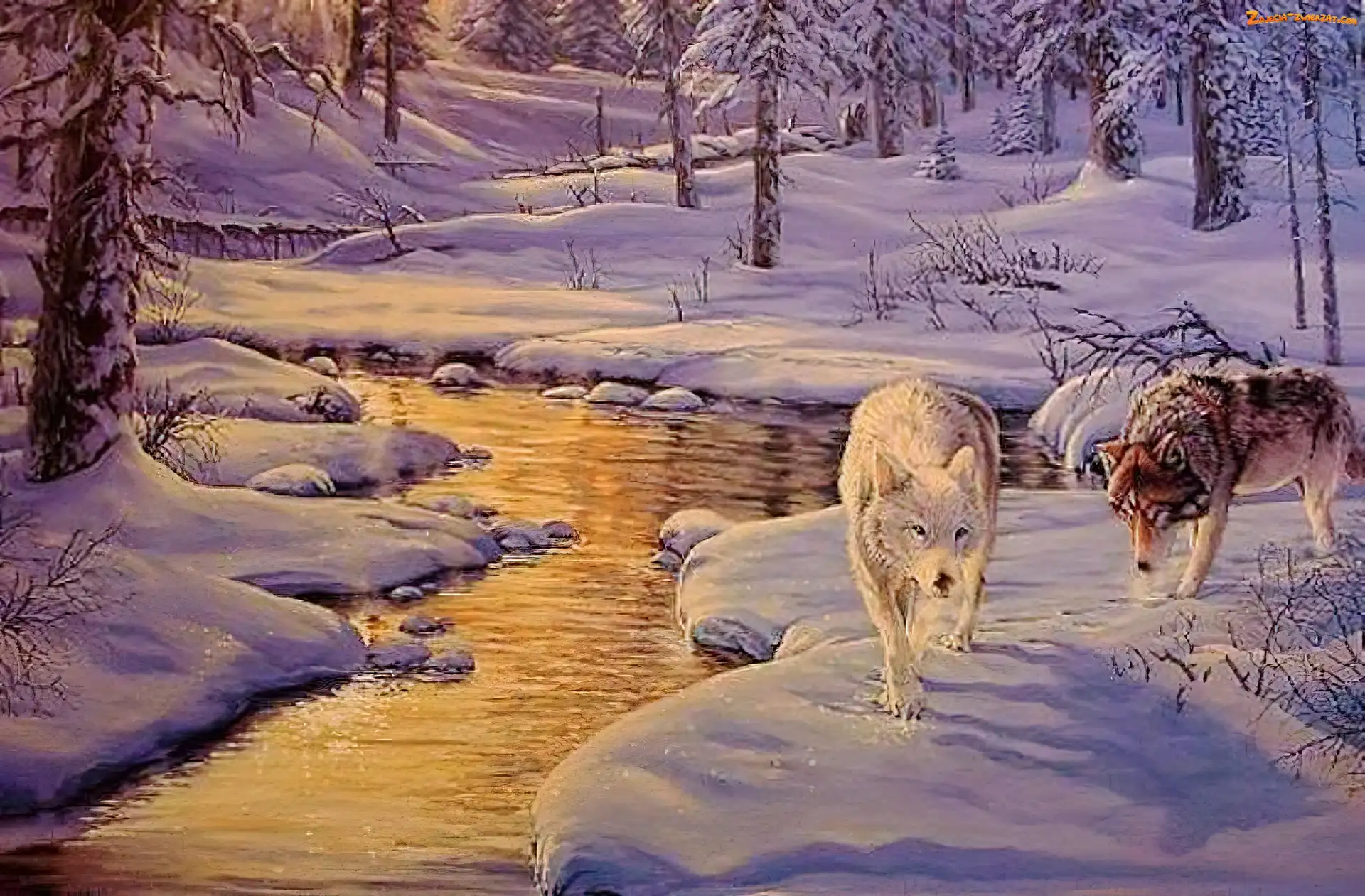 Zima, Wilki, Las