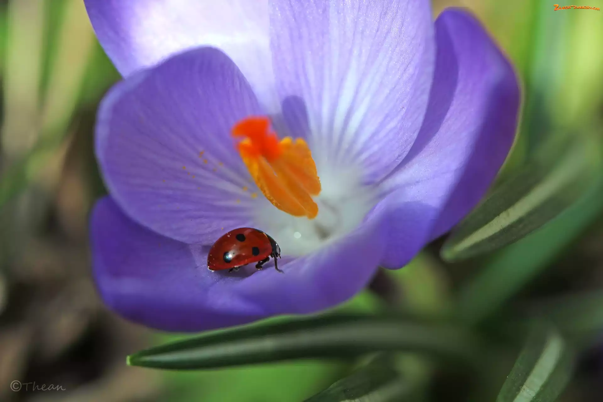 Wiosna, Kwiat, Fioletowy, Biedronka, Krokus