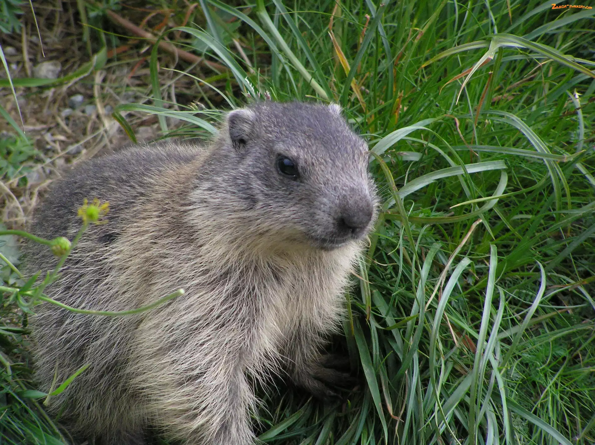 Trawa, Marmota, Futerko