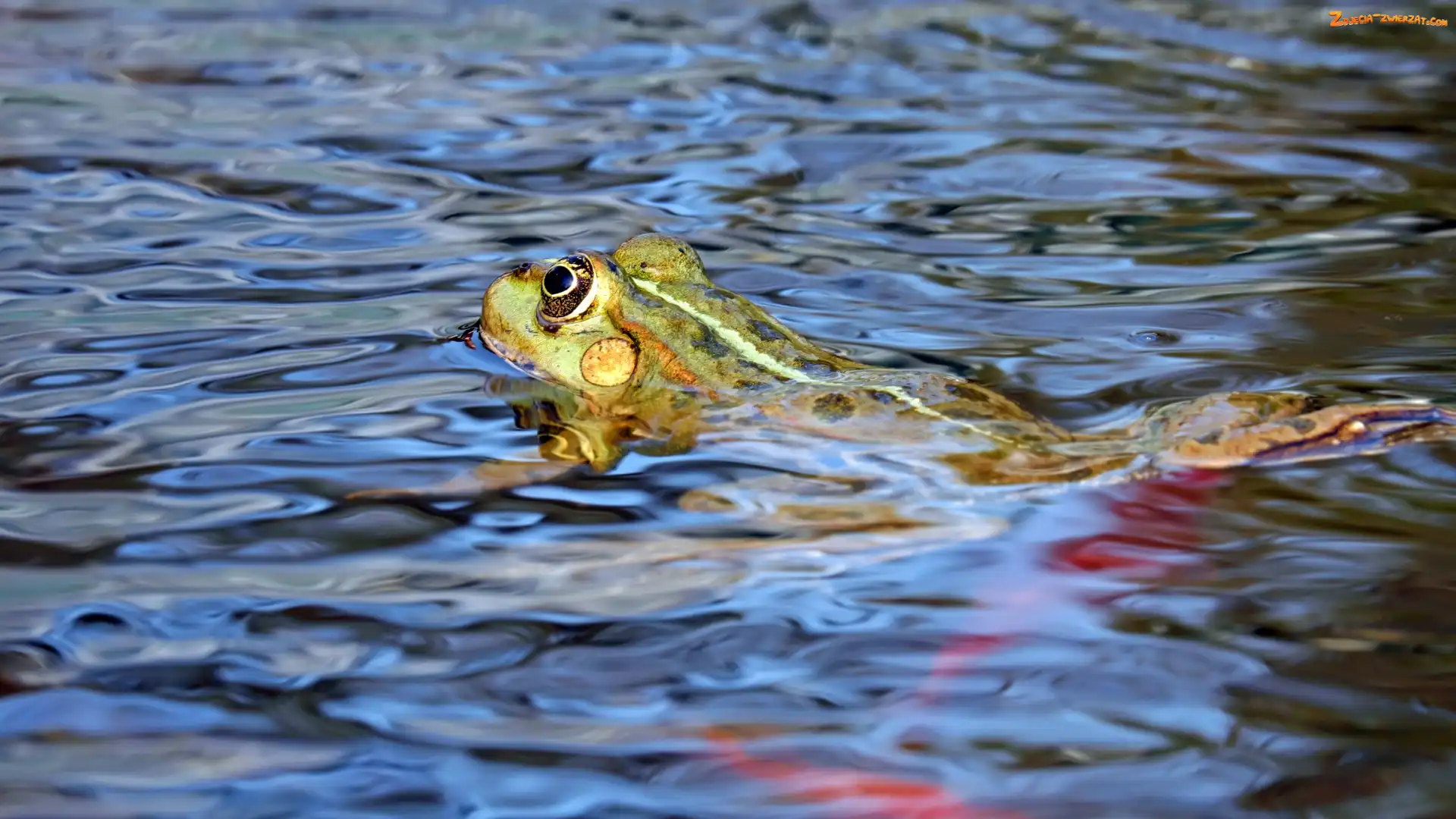 Woda, Pływająca, Żaba jeziorkowa