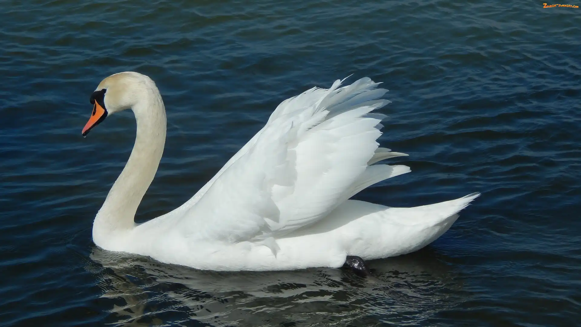 Łabędź, Woda, Biały