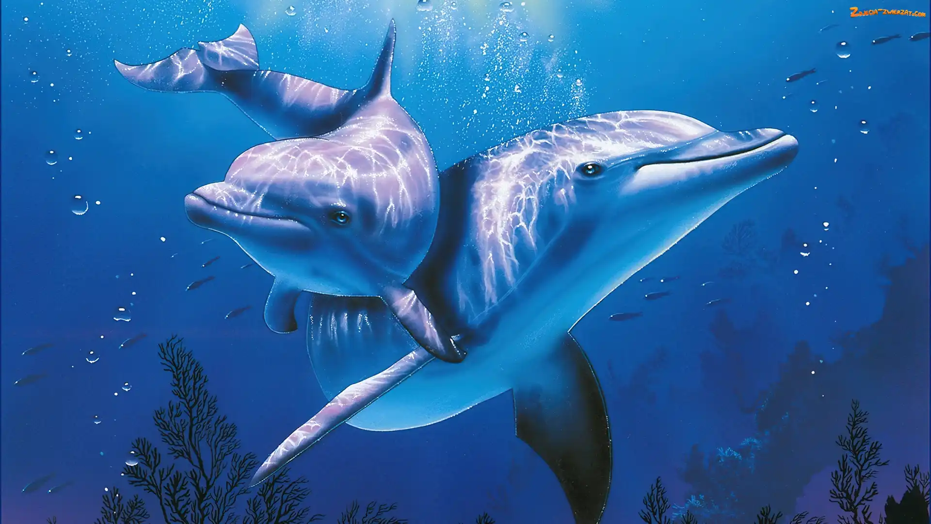 Woda, Delfiny