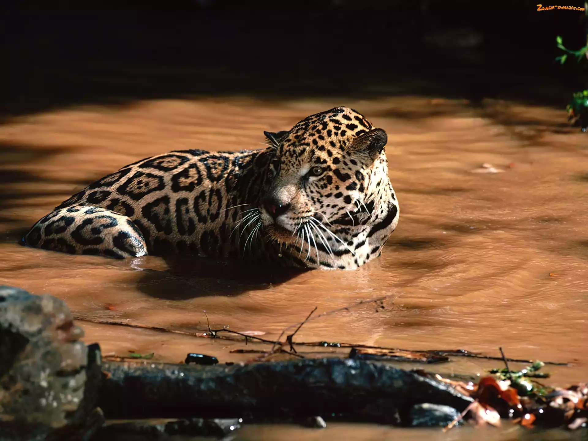 Jaguar, Woda, Kałuża