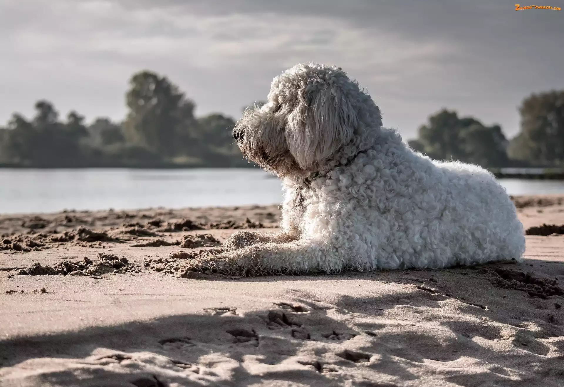Woda, Goldendoodle, Plaża, Pies