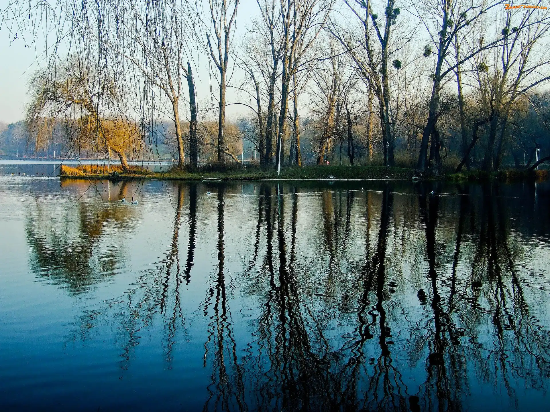 Wodne, Odbicie, Lasy, Jezioro, Kaczki