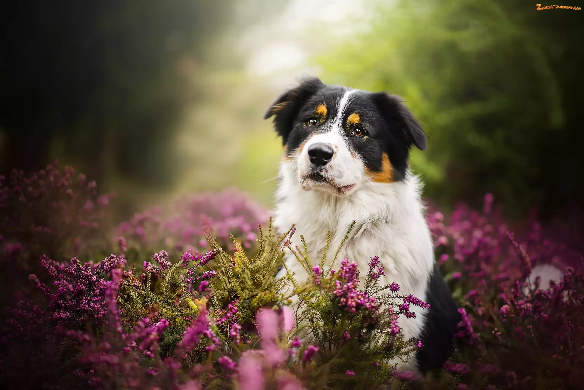 Wrzos, Owczarek australijski, Australian shepherd