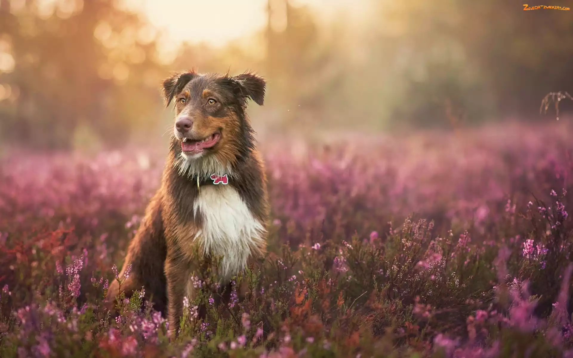 Wrzos, Owczarek australijski, Australian shepherd