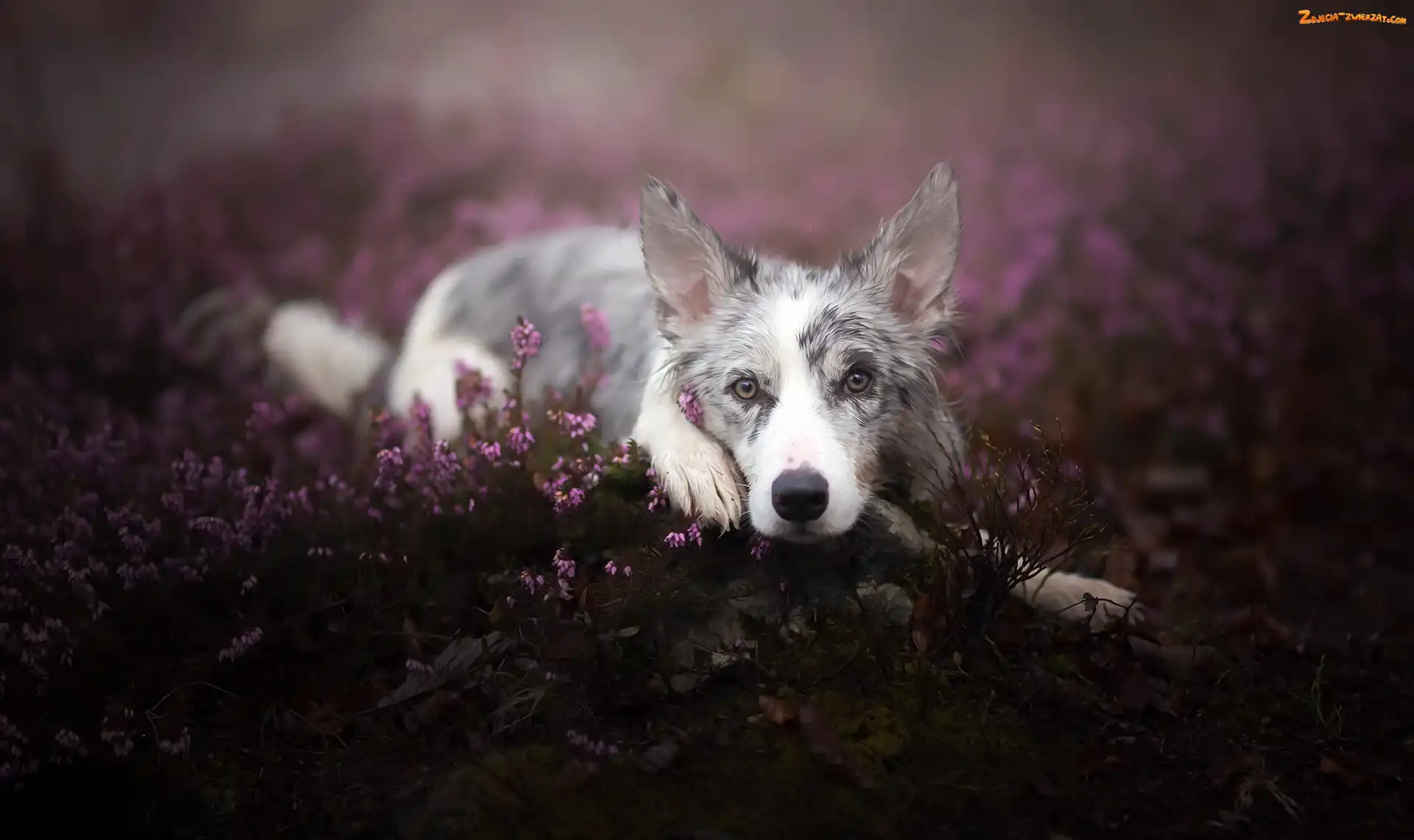 Wrzos, Leżący, Border collie