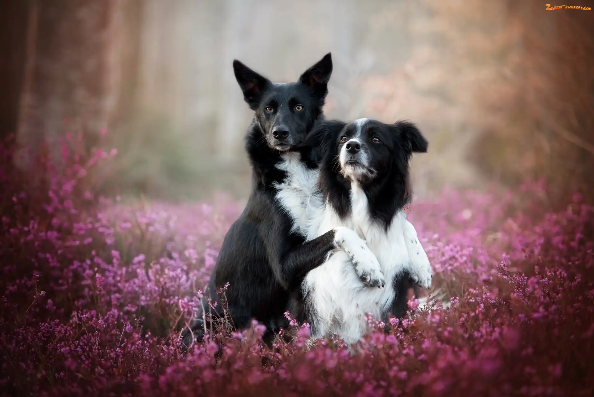 Wrzos, Psy, Border collie