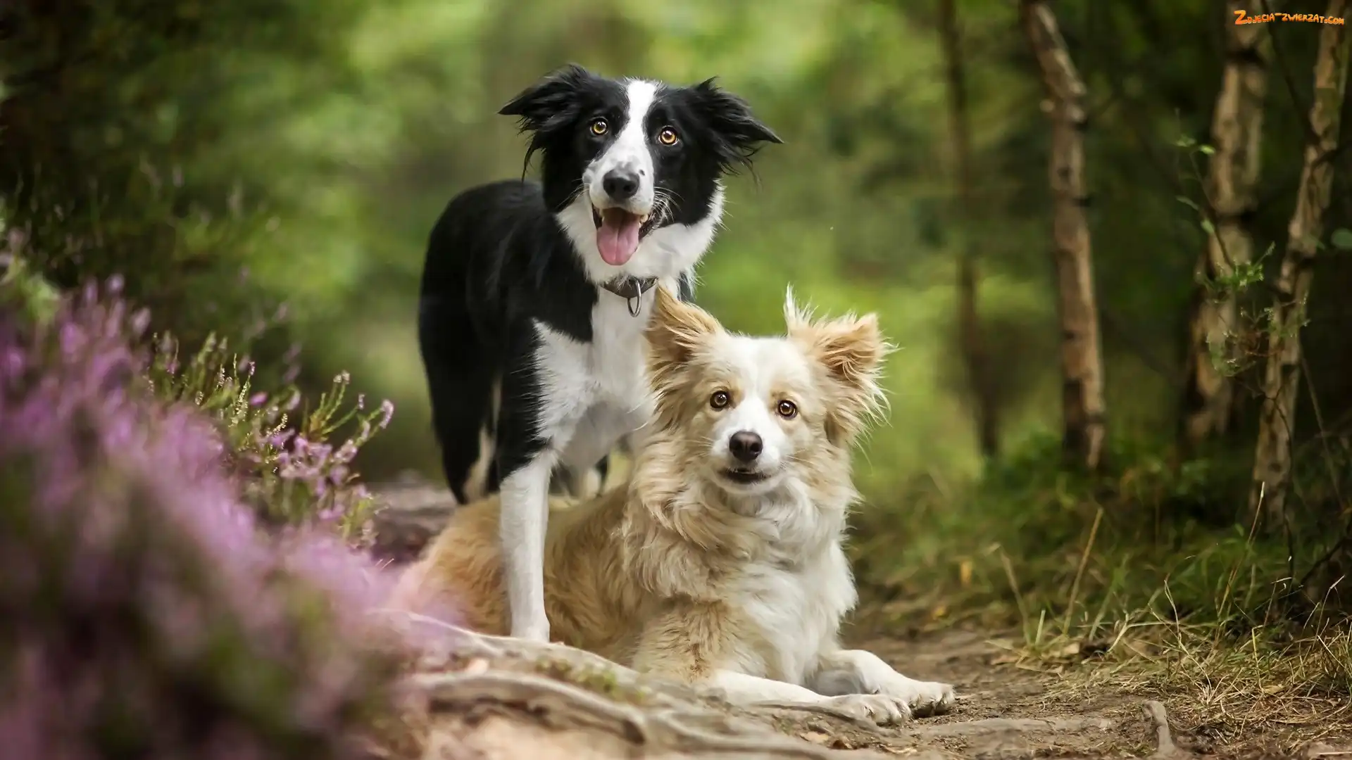 Wrzos, Las, Psy, Dwa, Border collie