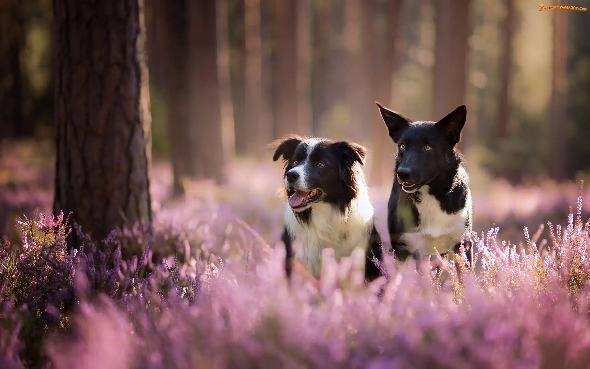 Wrzos, Las, Psy, Dwa, Border collie