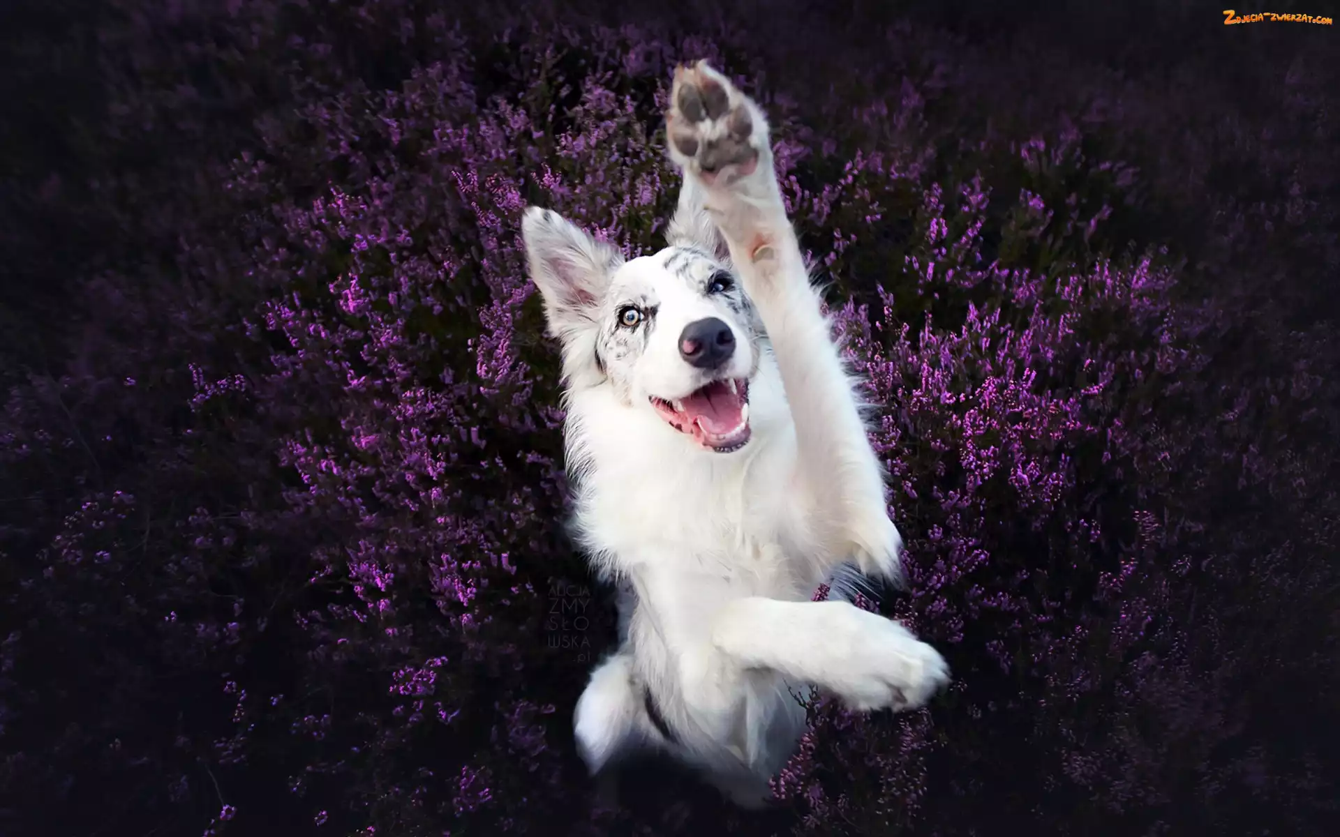 Wrzos, Border collie, Łapa