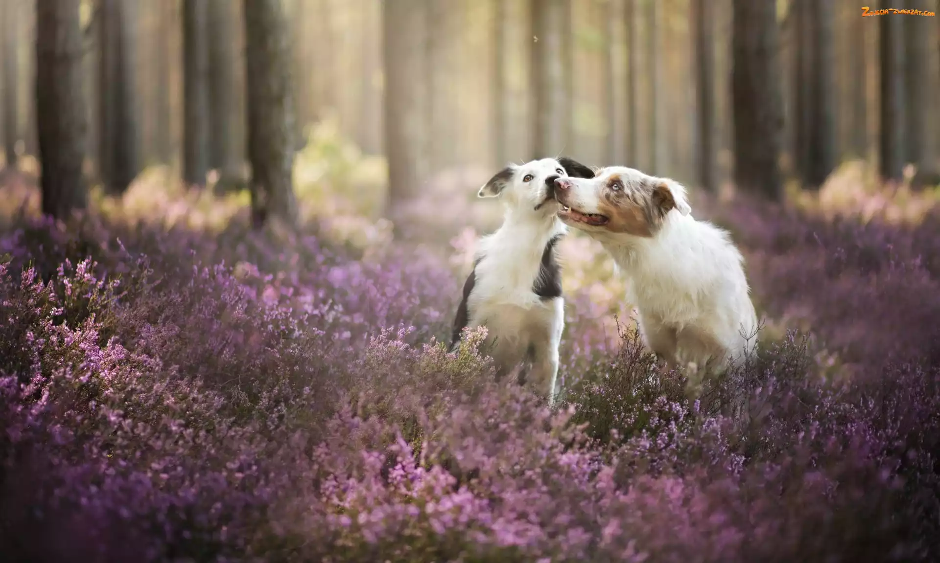 Wrzos, Border collie, Las