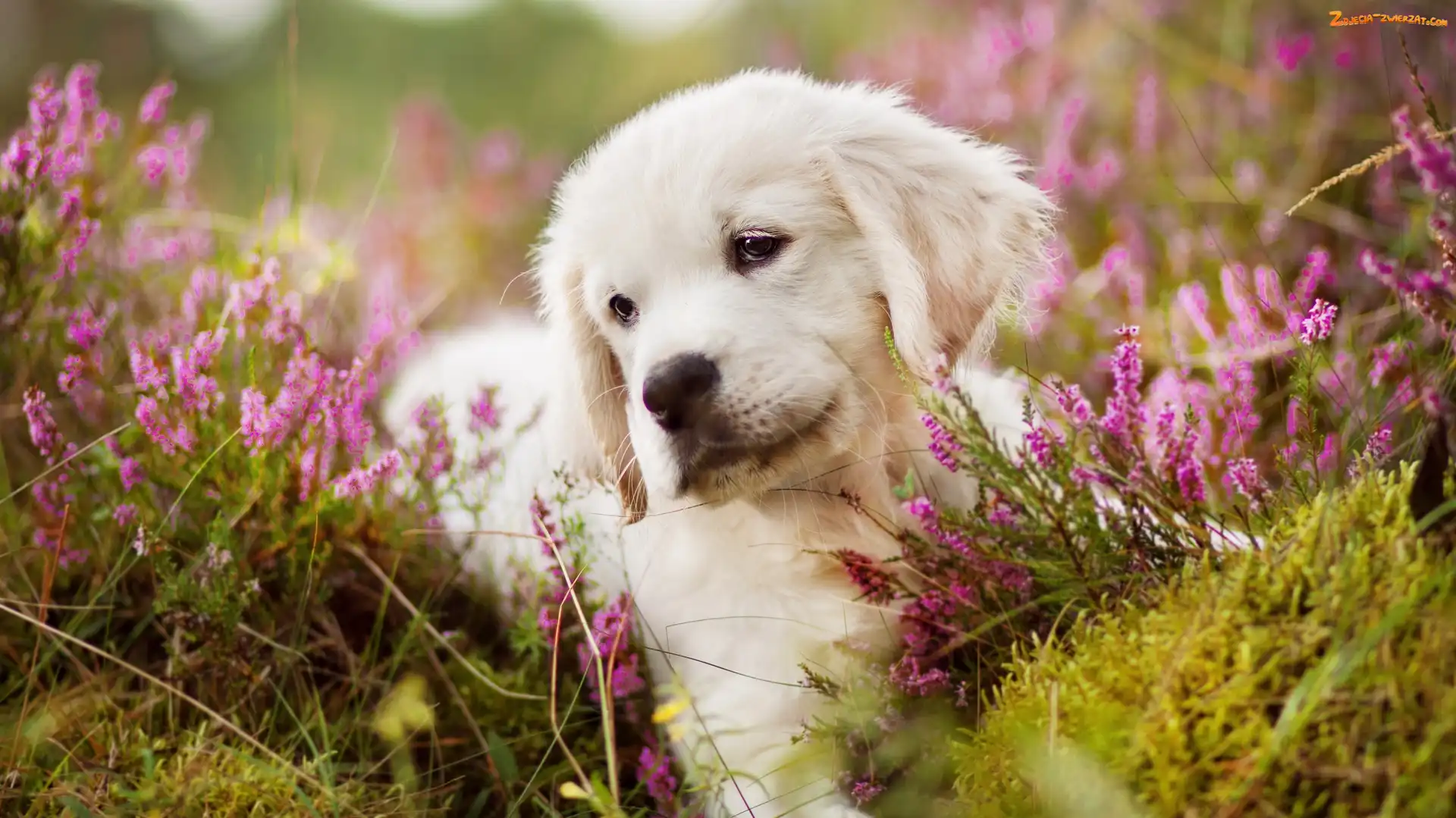 Wrzos, Szczeniak, Golden retriever
