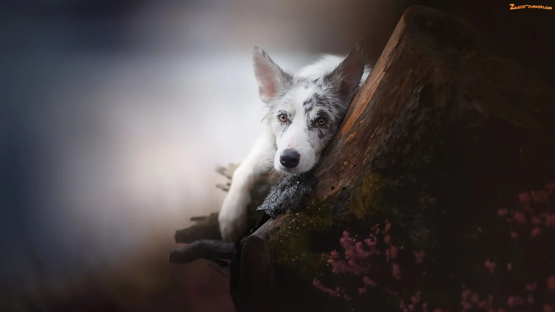 Wrzos, Drzewo, Border collie, Pies, Mordka