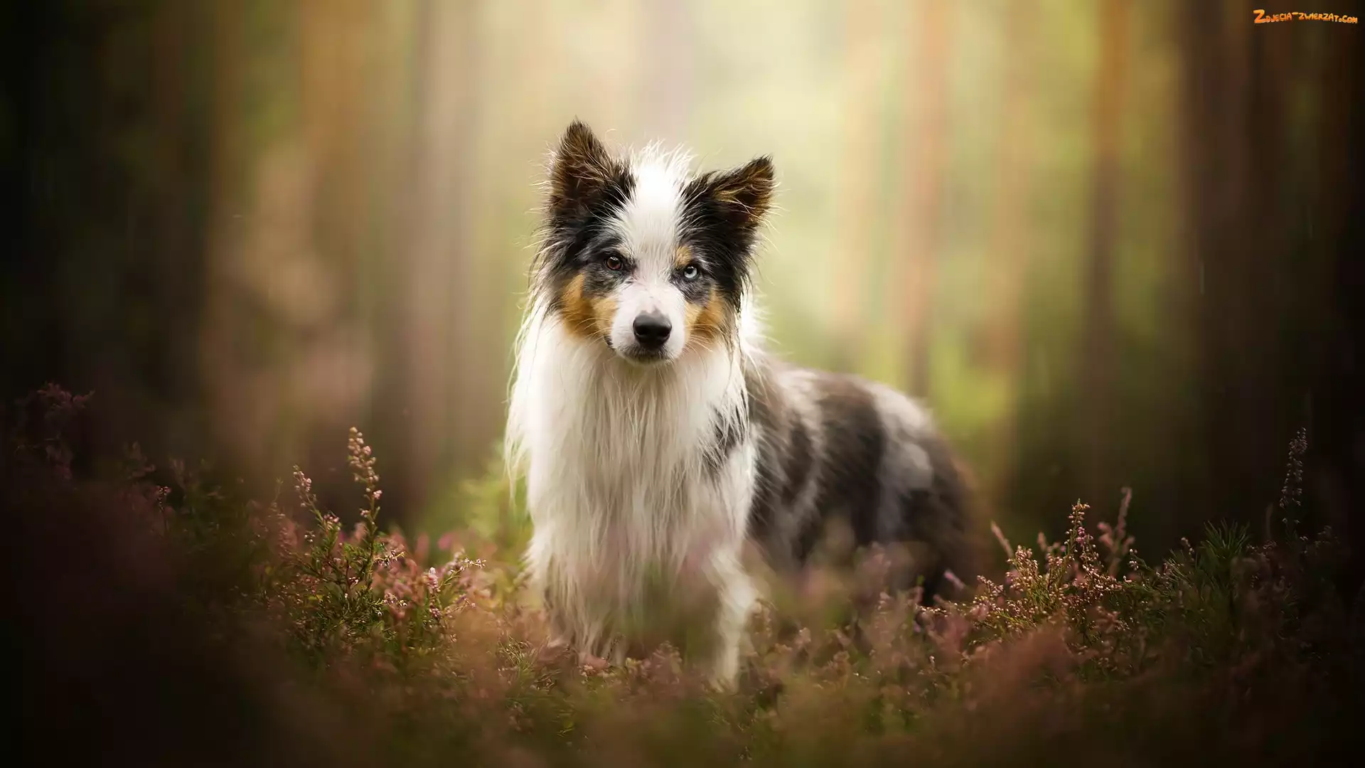 Wrzosy, Pies, Border collie