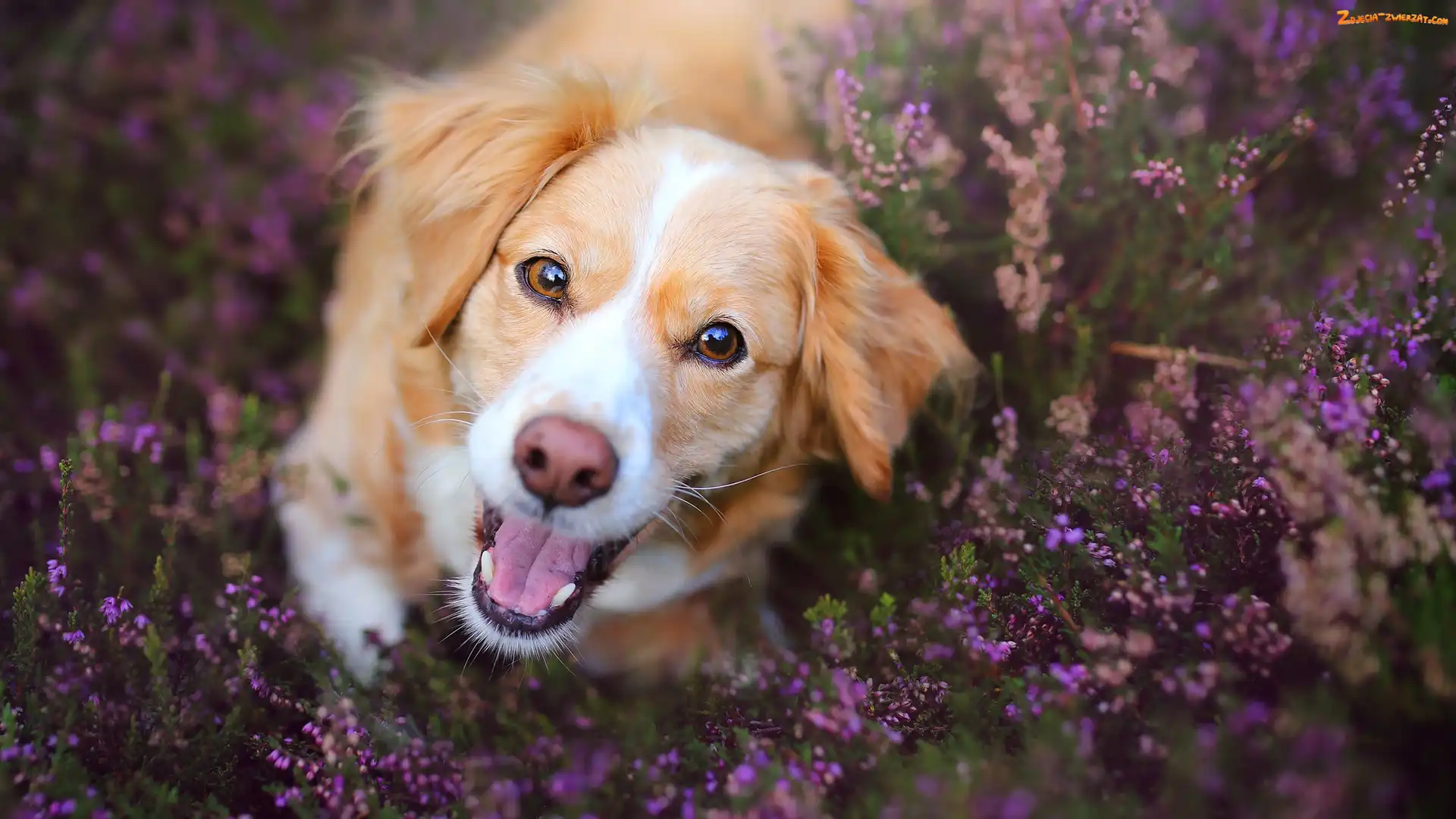 Wrzosy, Mordka, Płochacz holenderski, Pies, Kooikerhondje