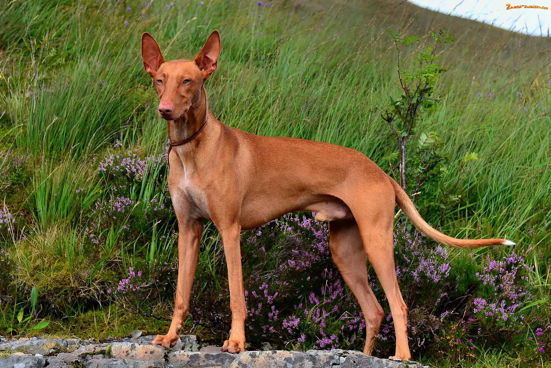Wrzosy, Trawa, Podenco andaluzyjski, Pies, Łąka