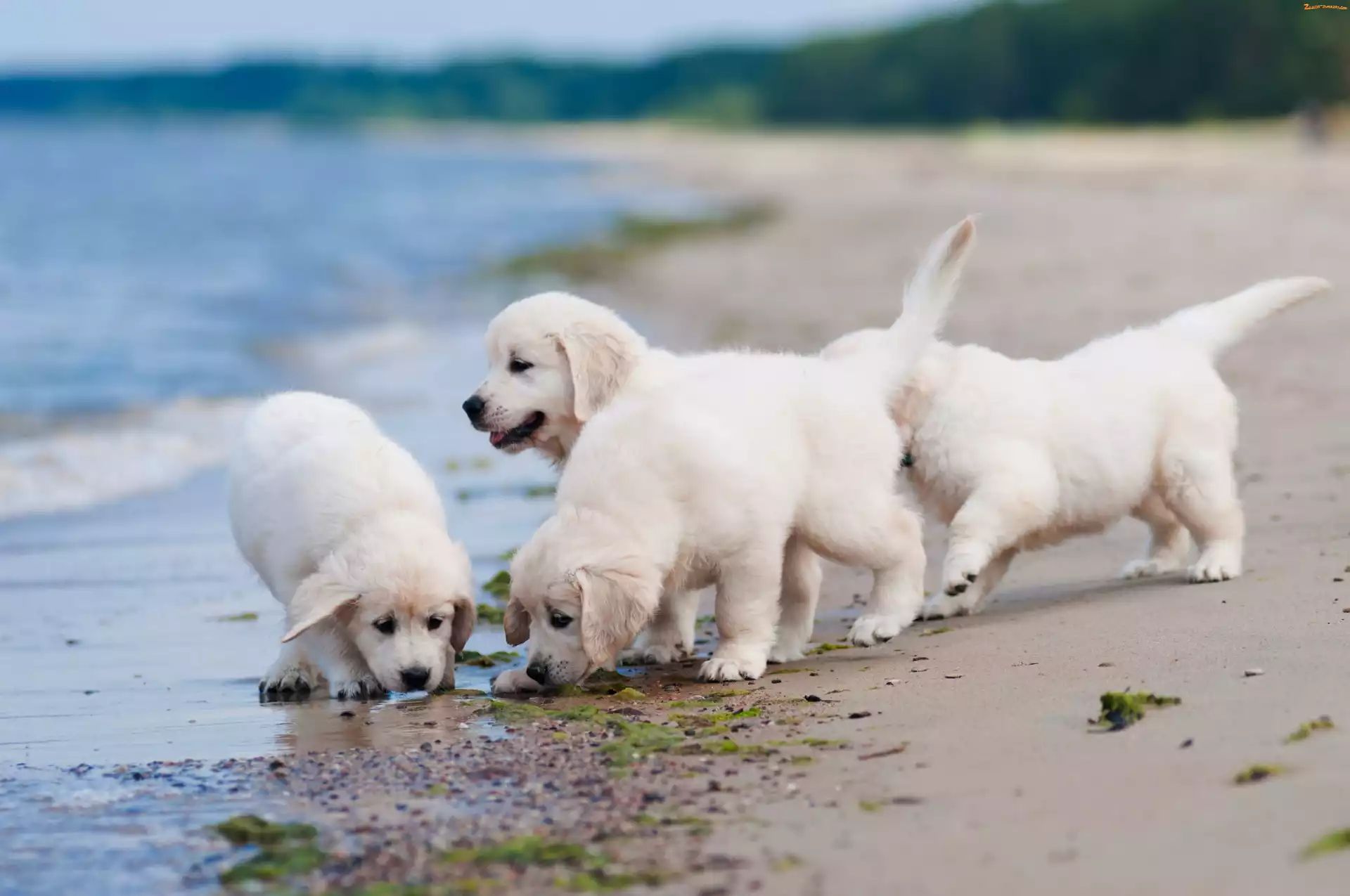 Wybrzeże, Plaża, Golden, Szczeniaczki, Retriever