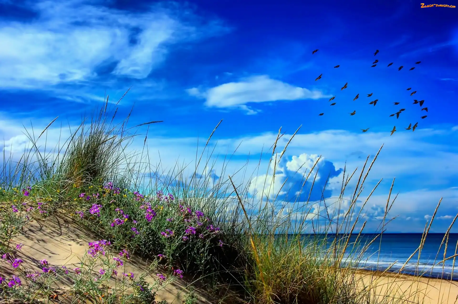 Wydmy, Plaża, Ptaki, Kwiatki, Morze, Trawa