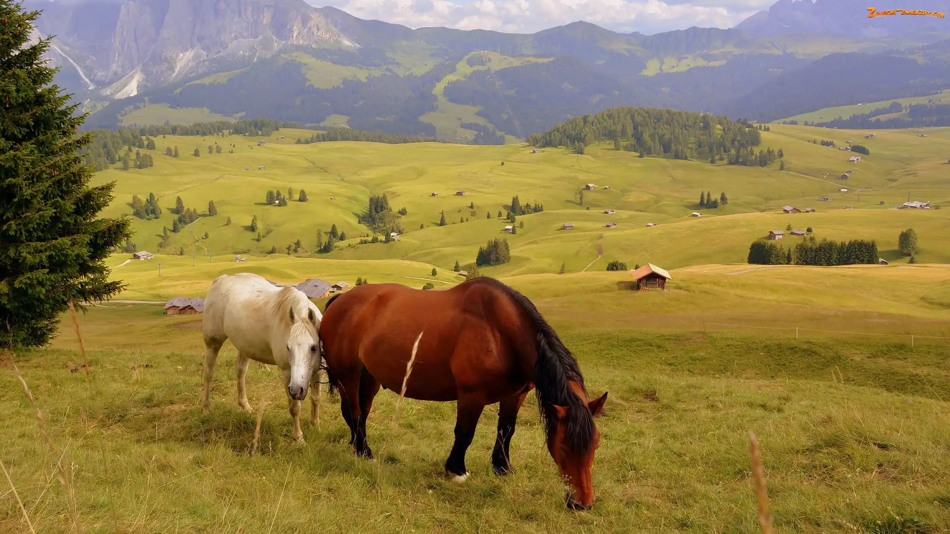 Drzewa, Wzgórza, Włochy, Domy, Konie, Góry, Dolomity, Łąki