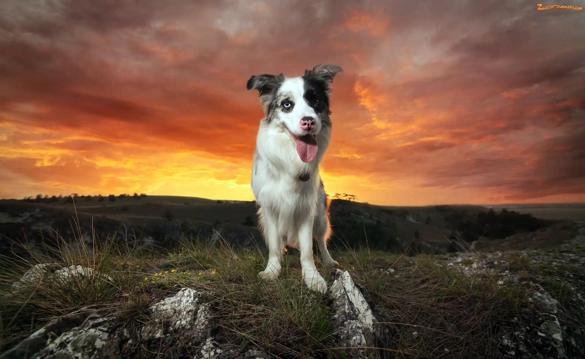 Trawa, Wzgórze, Border Collie, Pies, Zachód słońca