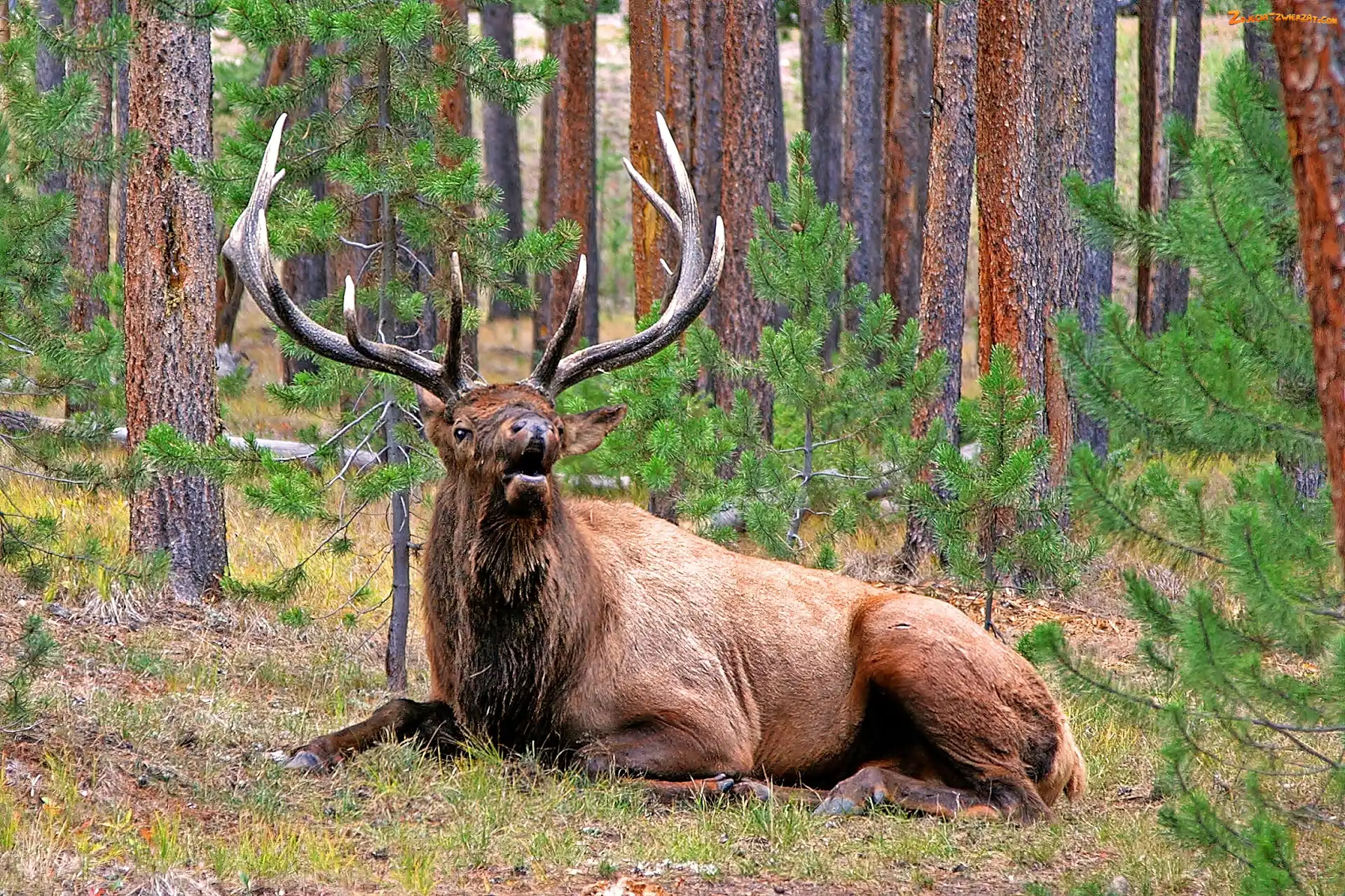 Yellowstone, Narodowy, Jeleń, Las, Park