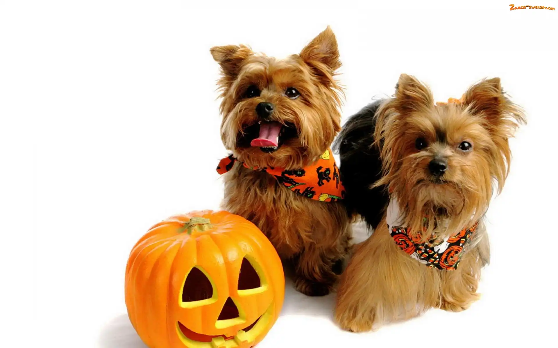 Yorkshire Terriery, Halloween, Dwa, Dynia