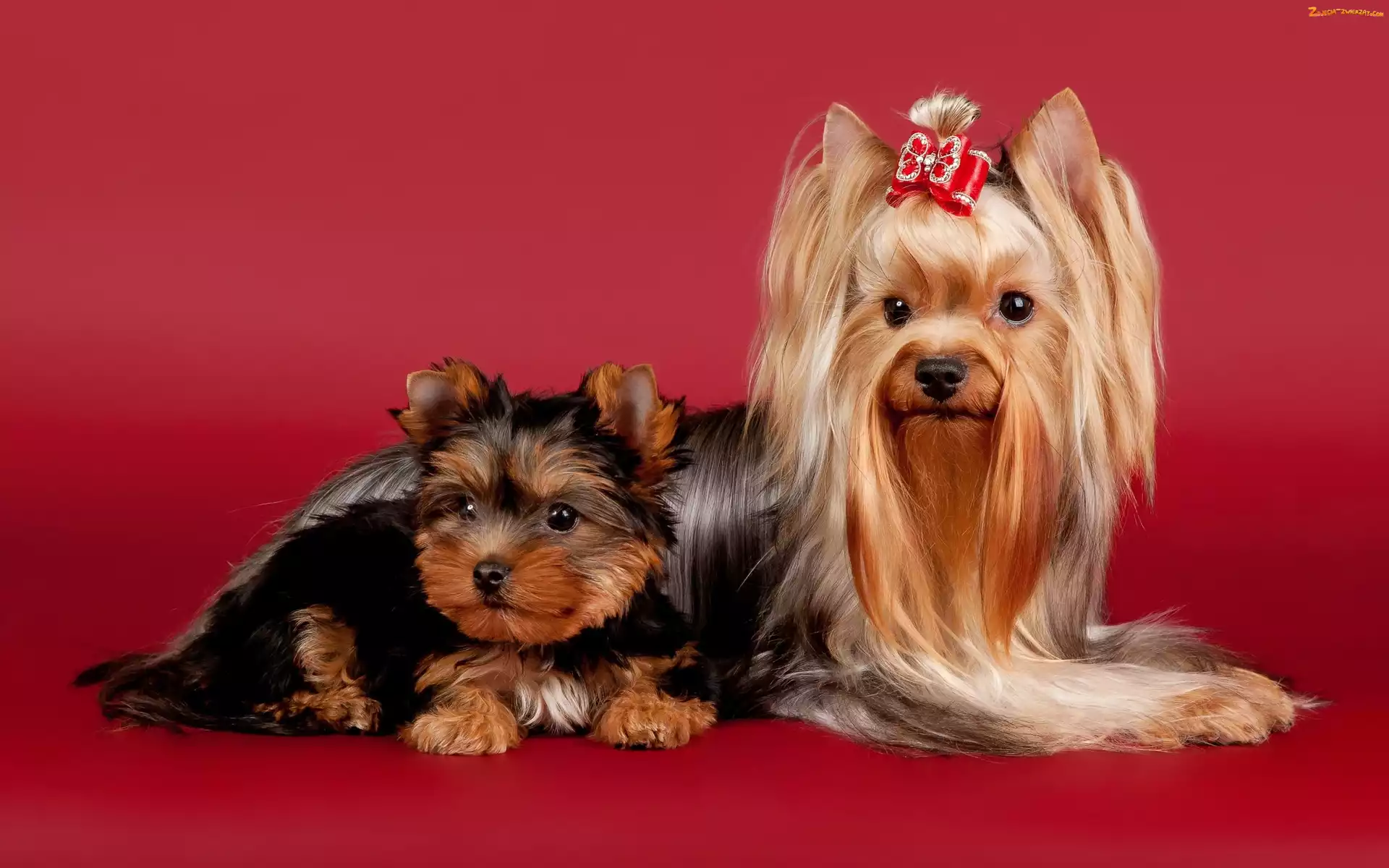 Yorkshire terrier, Mama, Szczeniak