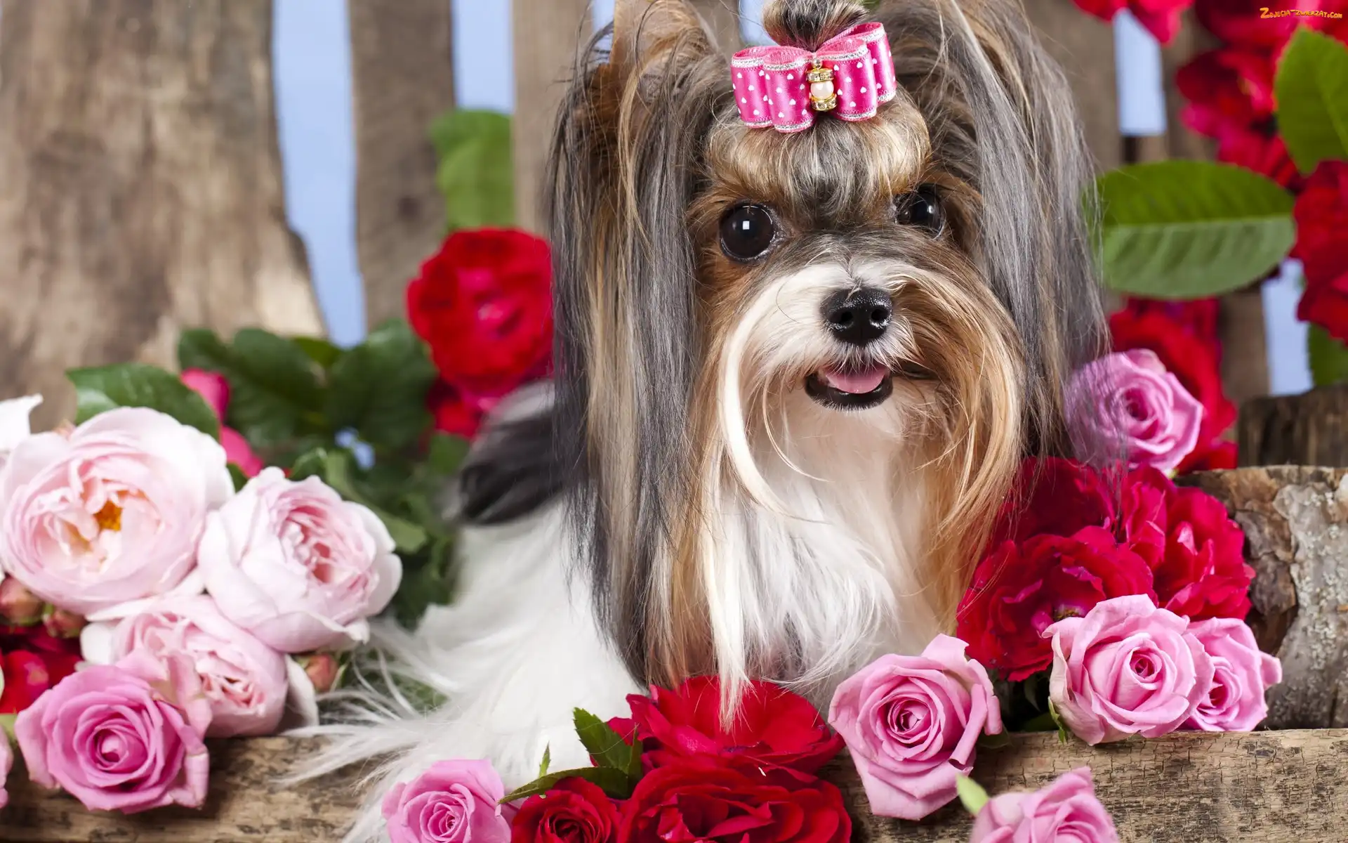 Yorkshire, Roze, Pies, Terrier