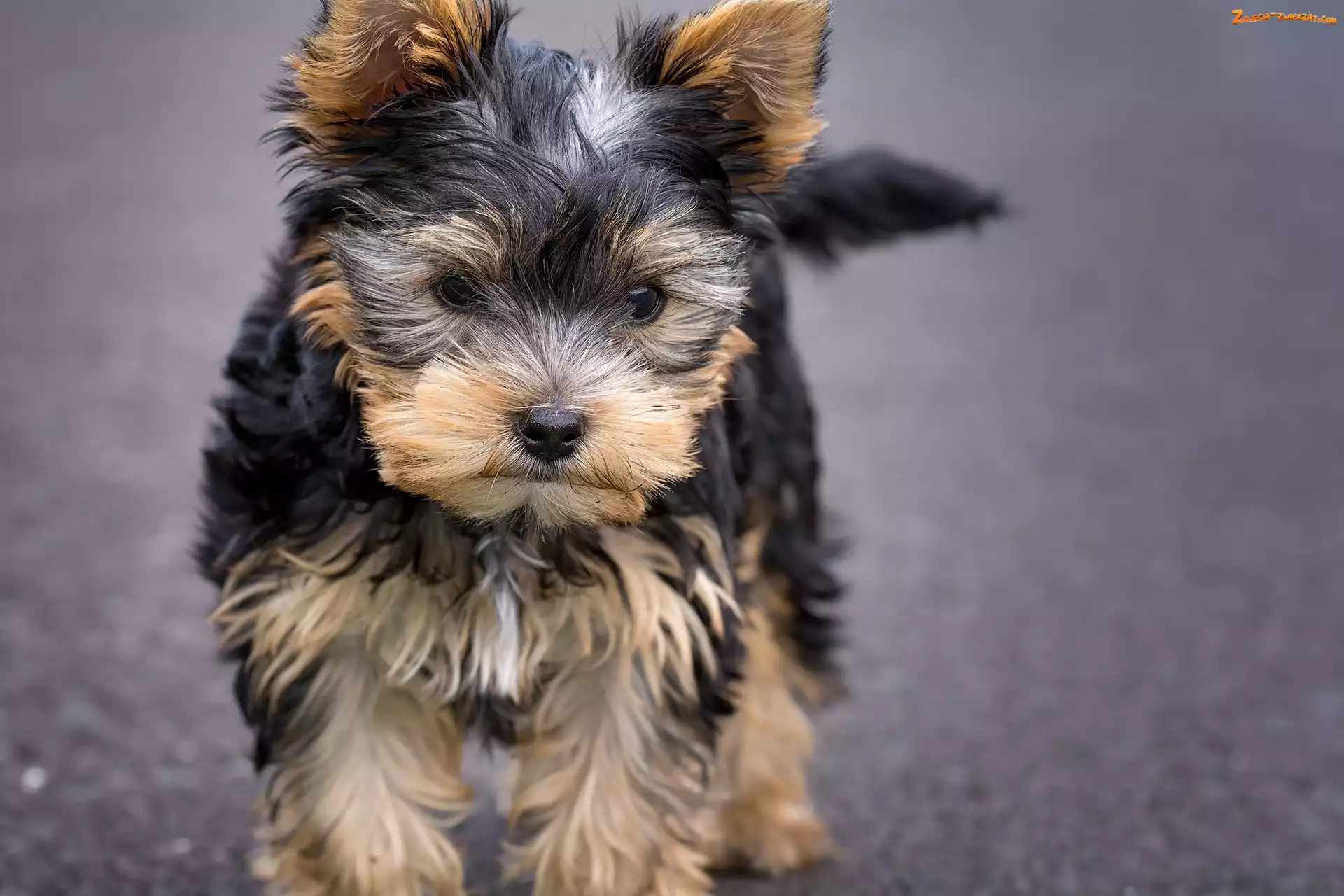 Pies, Yorkshire Terrier