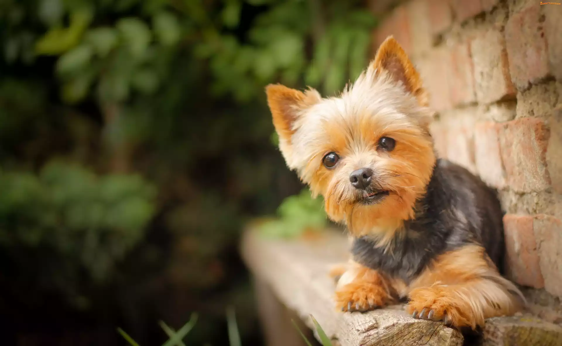 Yorkshire Terrier, Pies, Szczeniak