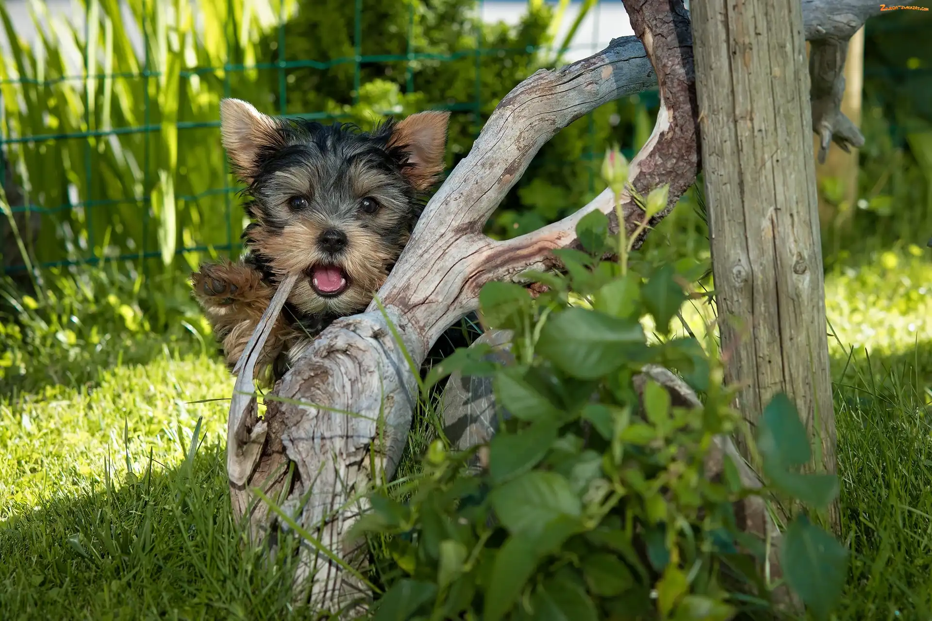 Yorkshire, Trawa, Pies, Terrier