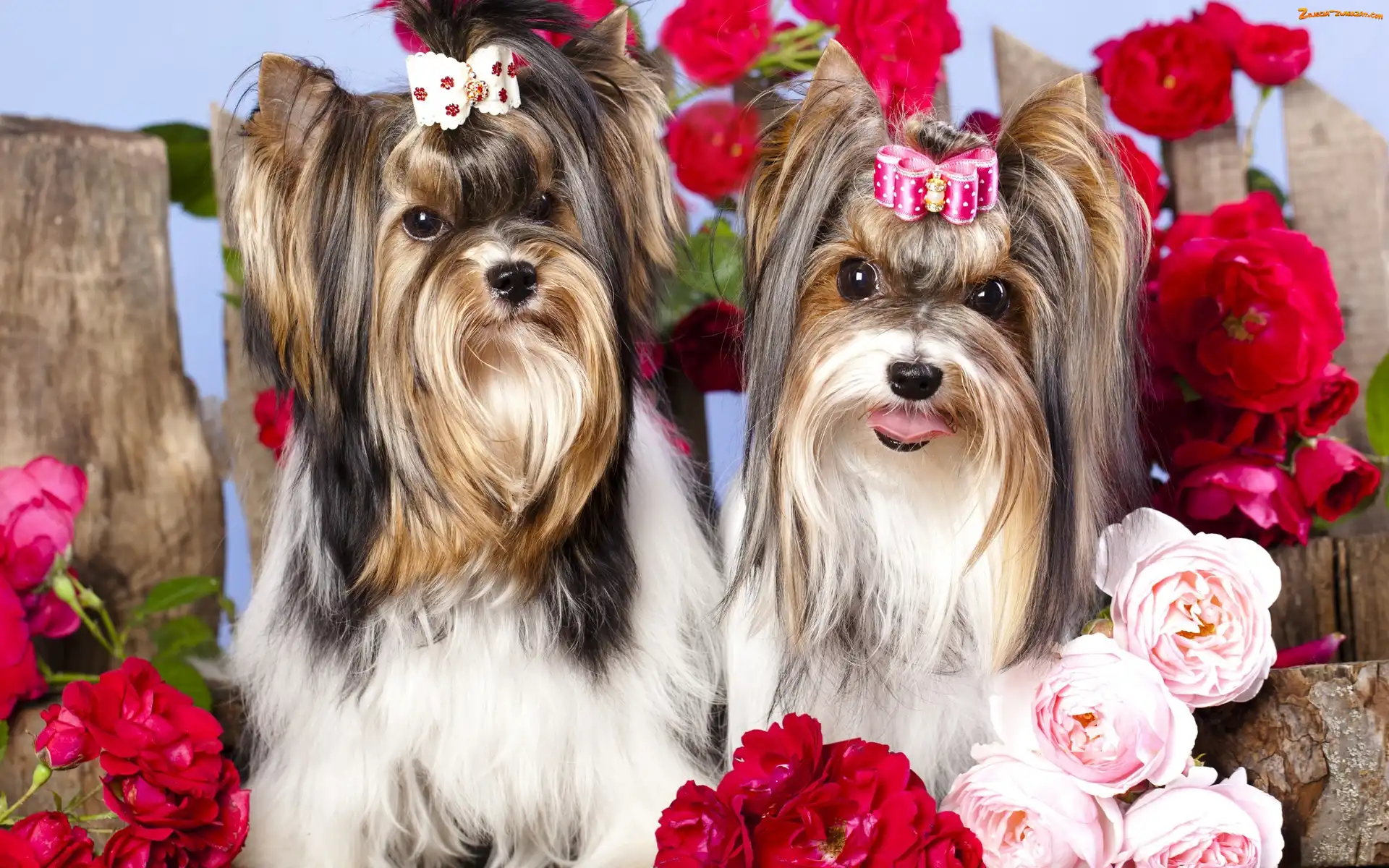 Yorkshire, Roze, Psy, Terrier
