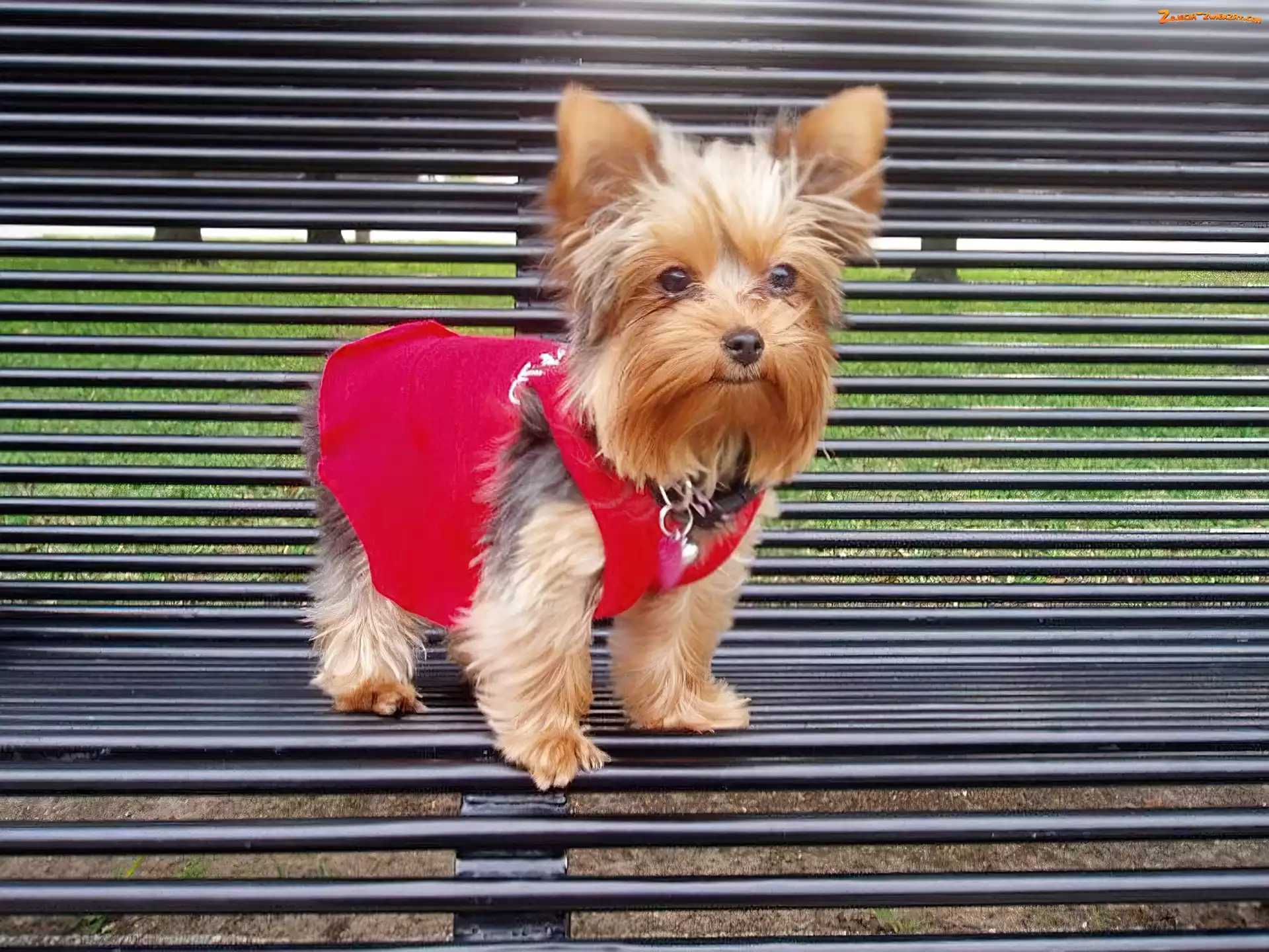 Yorkshire Terrier, ławka, ubrany, metalowa