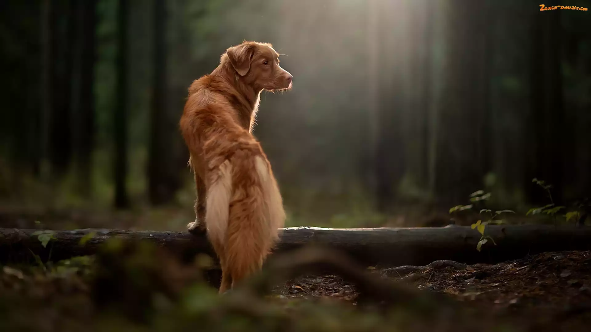 Retriever z Nowej Szkocji, Drzewo, Pies, Las