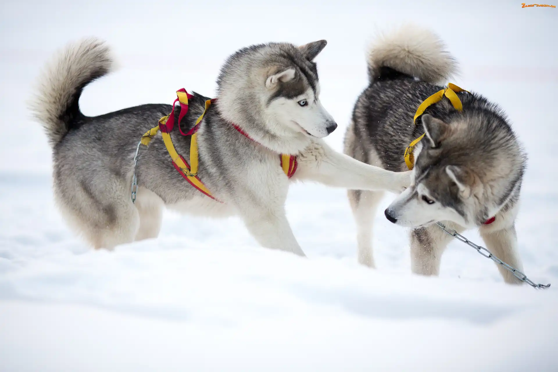 Zabawa, Psy, Siberian husky