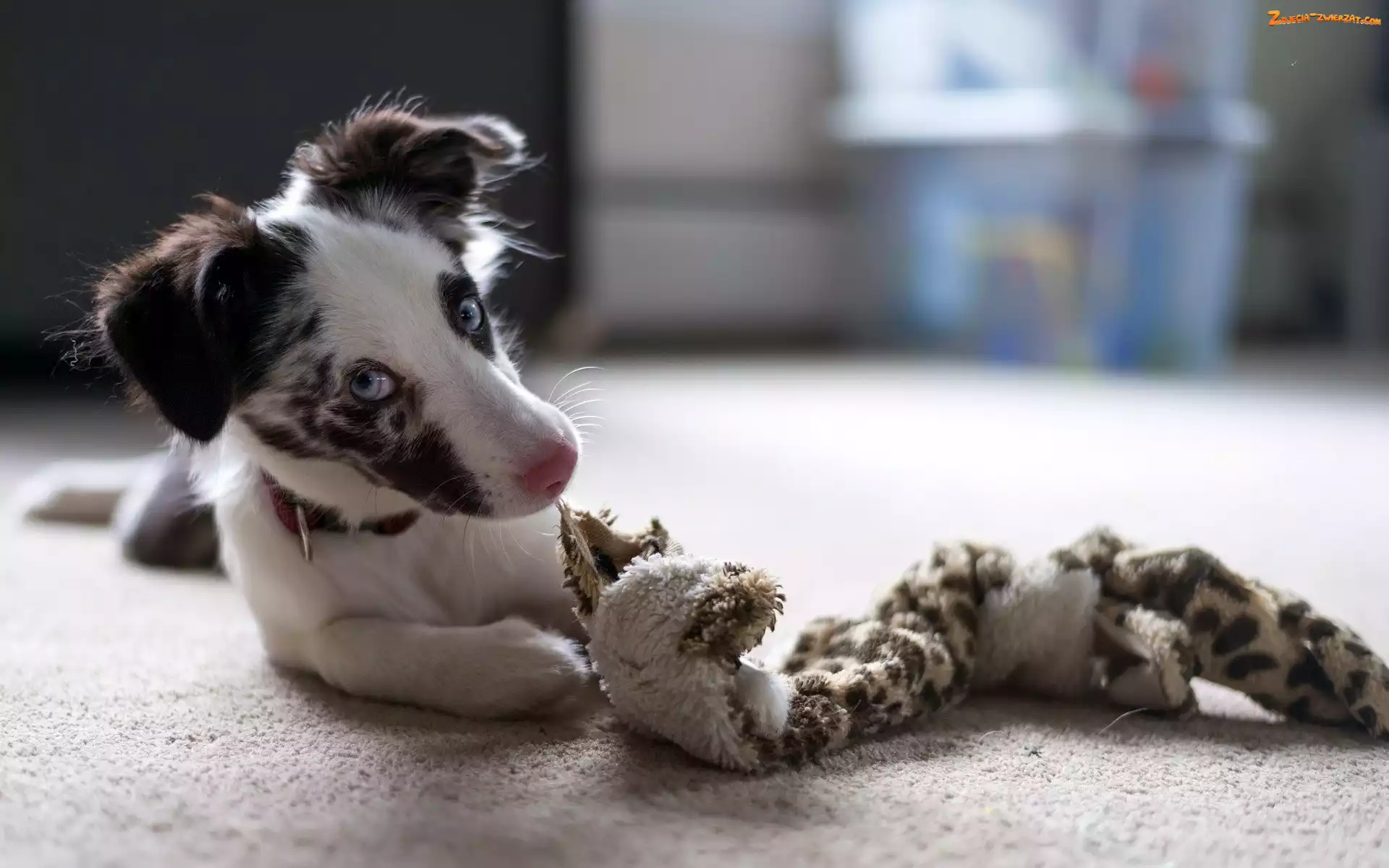 Zabawka, Szczeniak, Border Collie