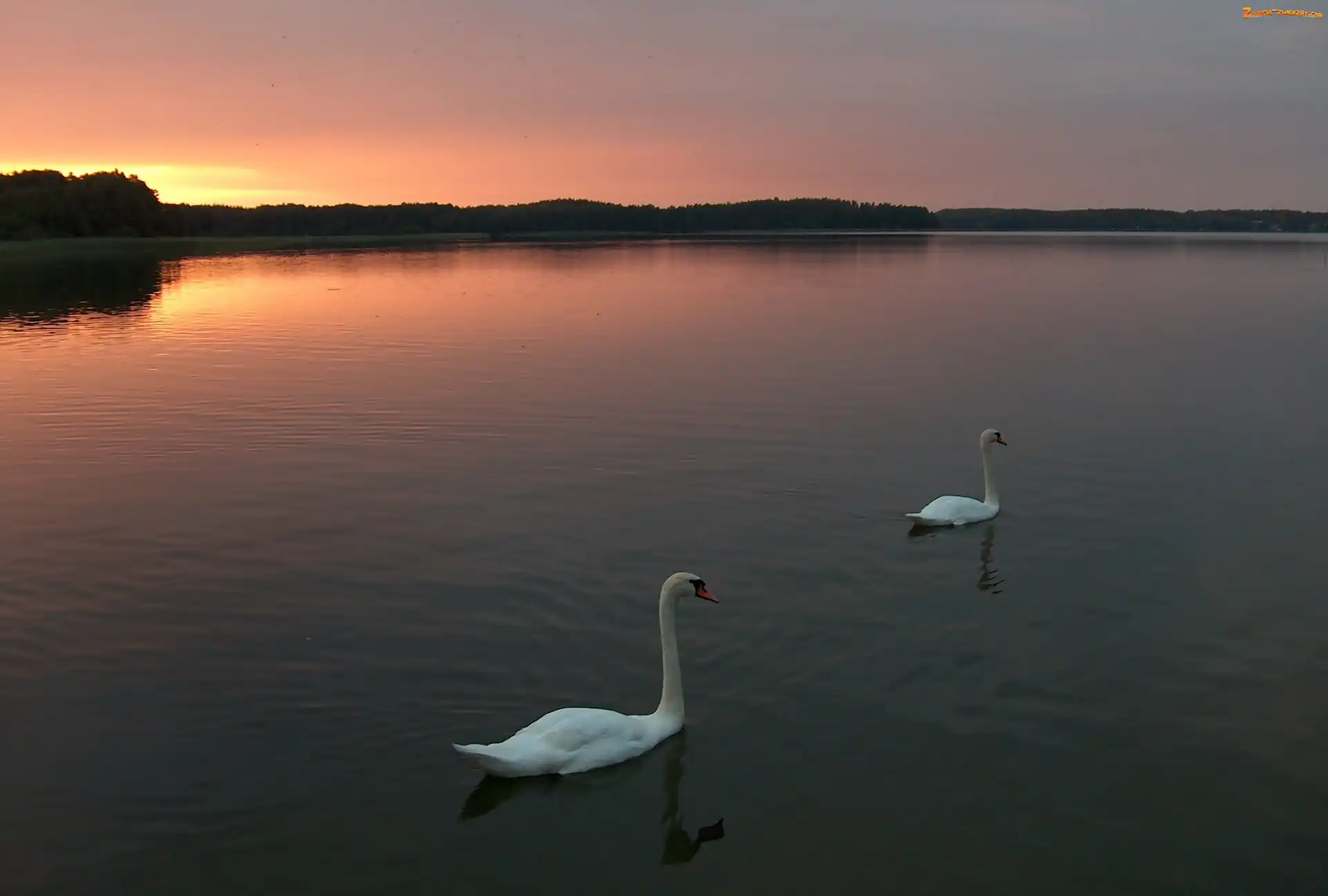 Zachód, Łabędzie, Jezioro, Słońca