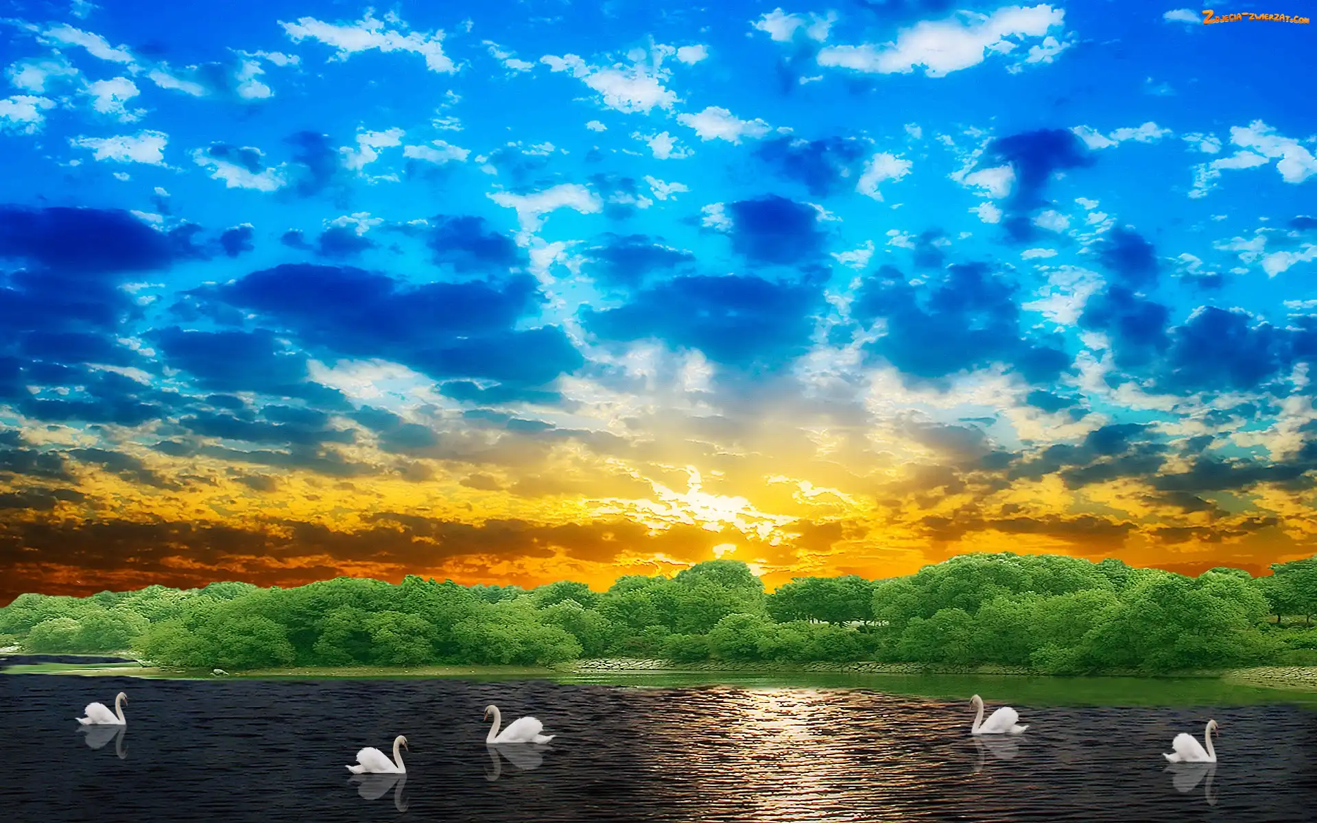 Łabędzie, Jezioro, Słońca, Zachód, Chmury
