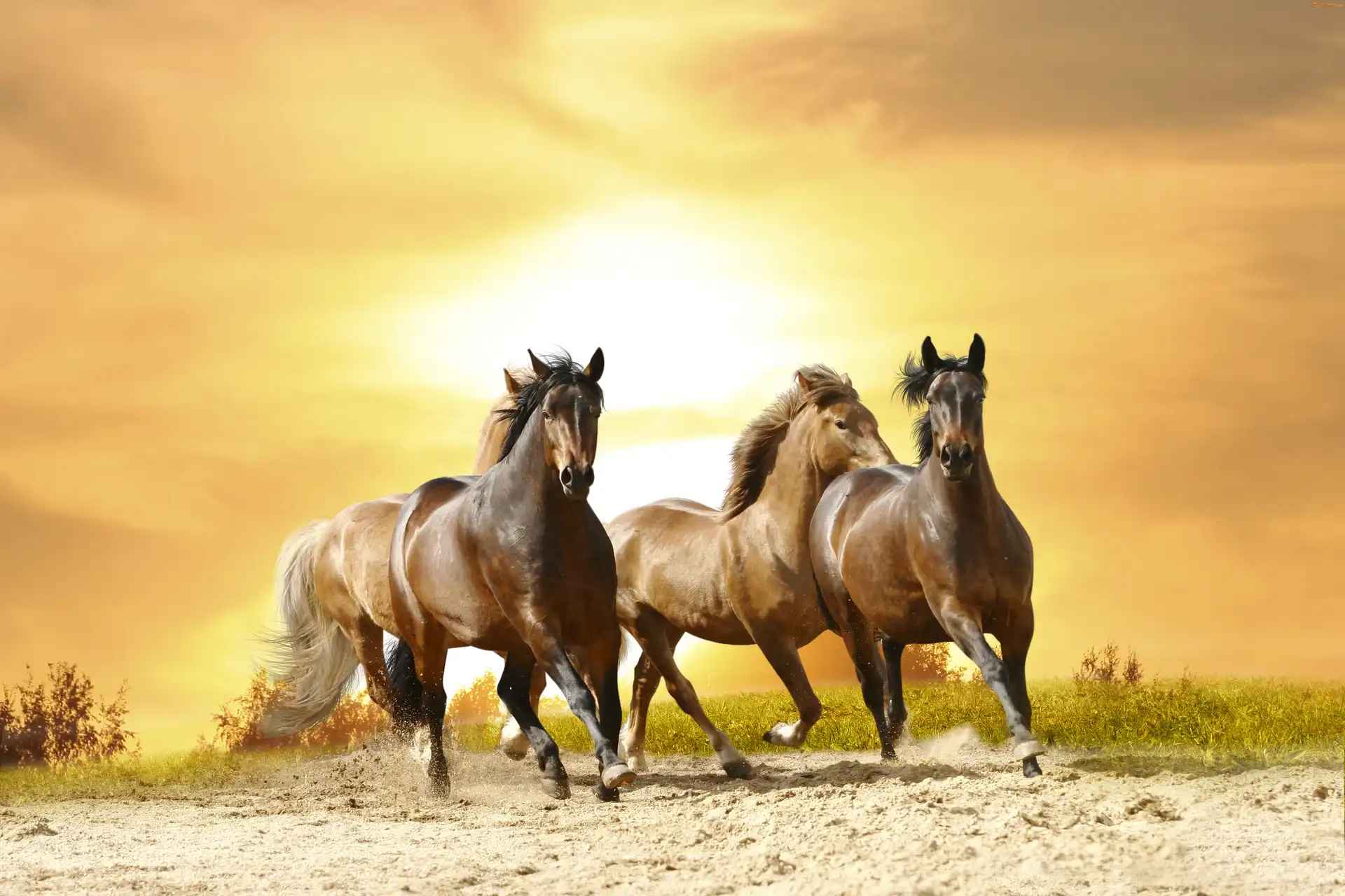 Zachód, Galop, Konie, Piach